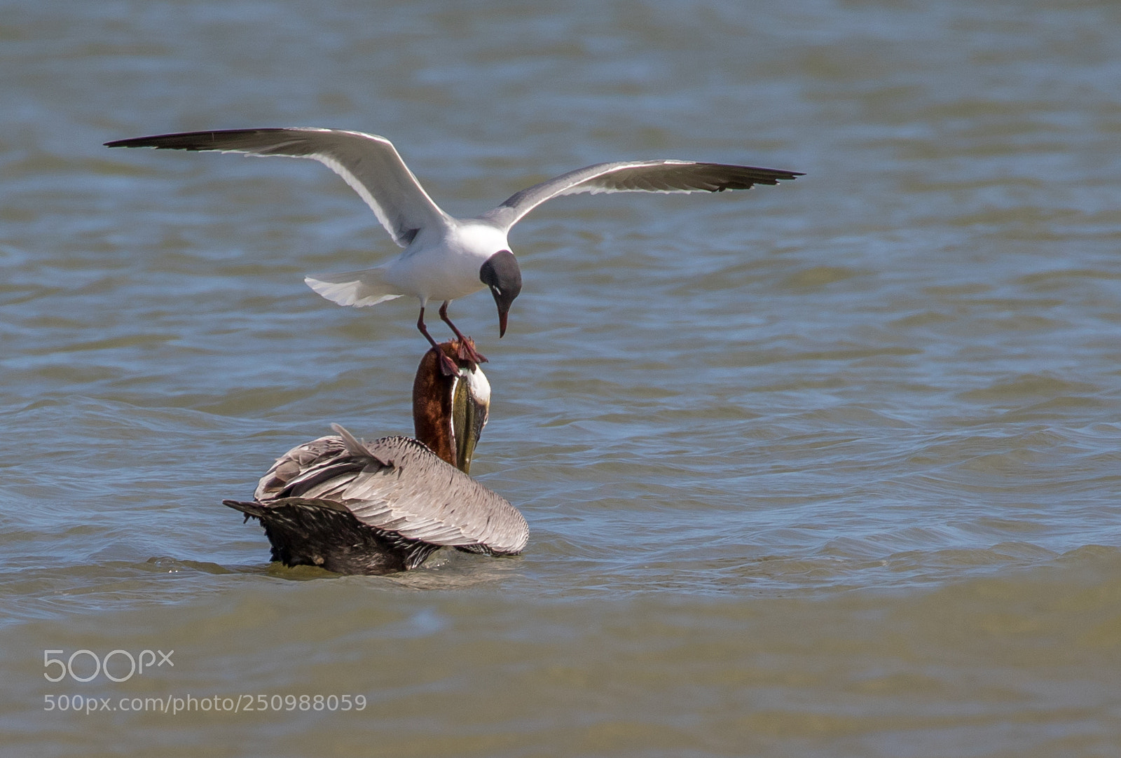Canon EOS 7D Mark II sample photo. Pelican and laughing gull photography