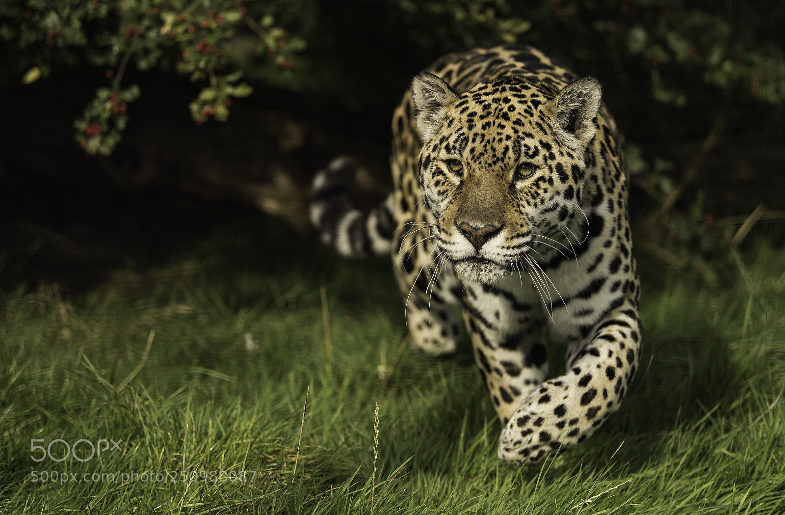 Nikon D5 sample photo. Jaguar series photography