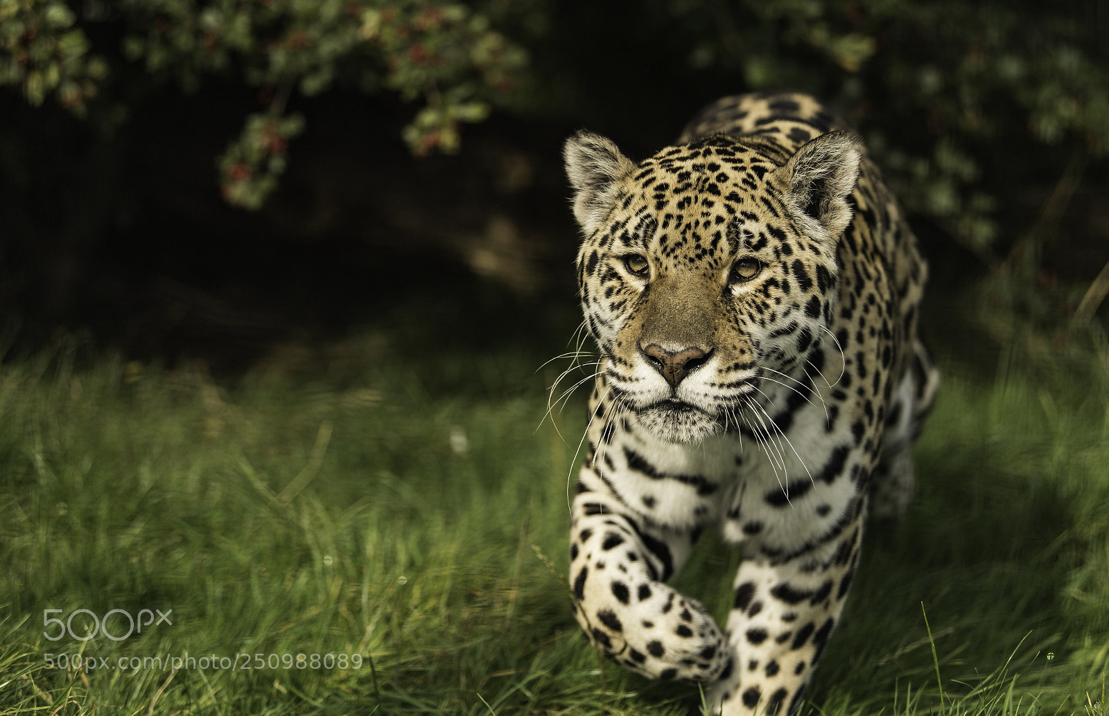 Nikon D5 sample photo. Jaguar series photography