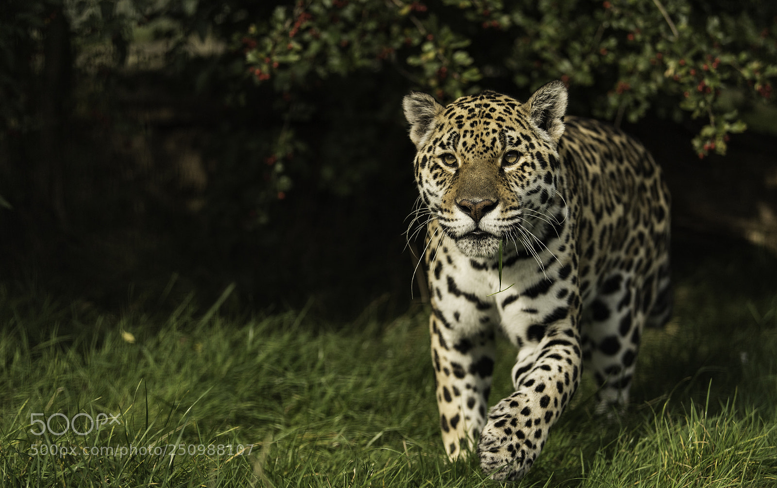 Nikon D5 sample photo. Jaguar series photography