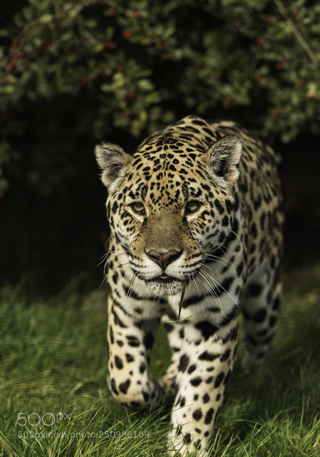 Nikon D5 sample photo. Jaguar series photography