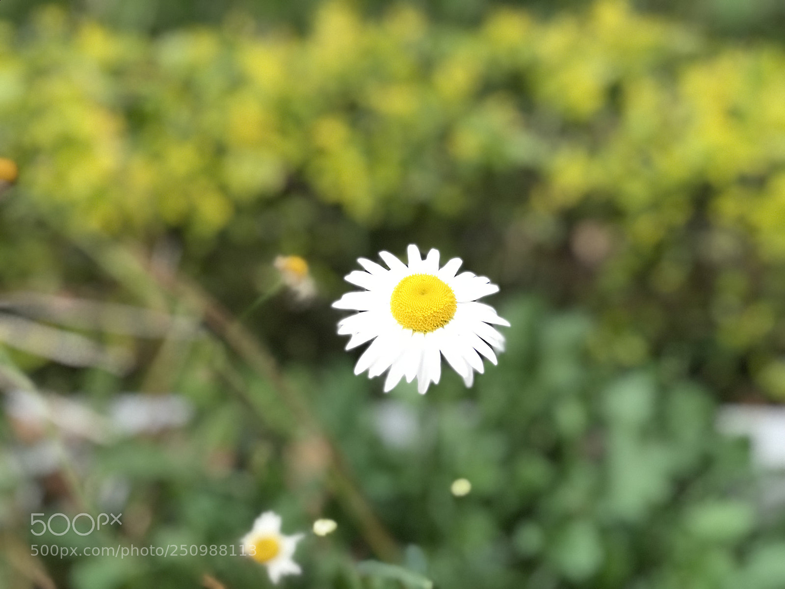 Apple iPhone 7 Plus sample photo. Img photography