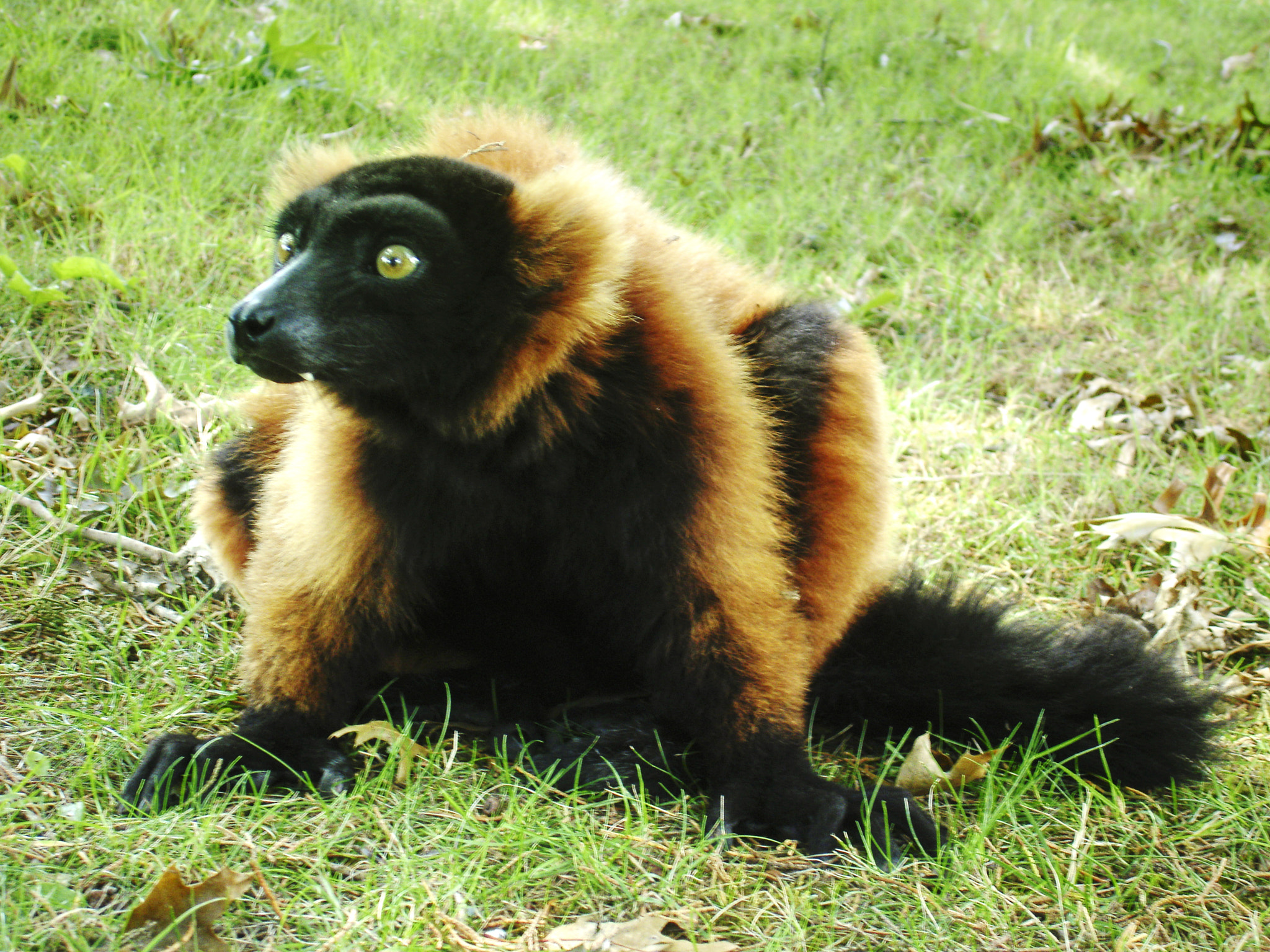 Sony DSC-P150 sample photo. Lemur zone photography