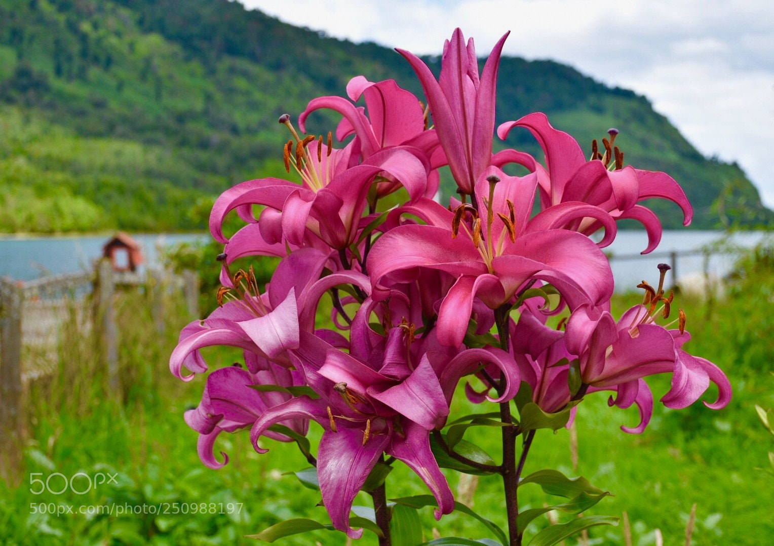 Nikon D5500 sample photo. Flor de lis en photography