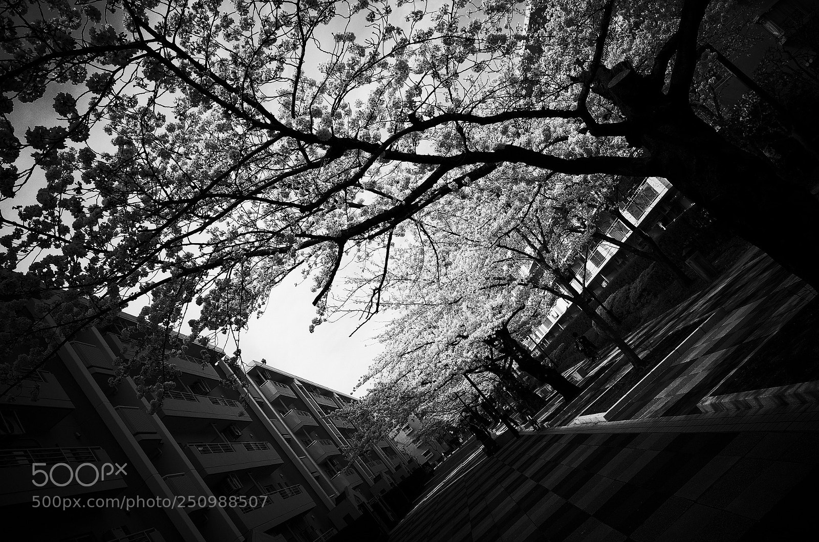 Ricoh GR II sample photo. Sakura photography