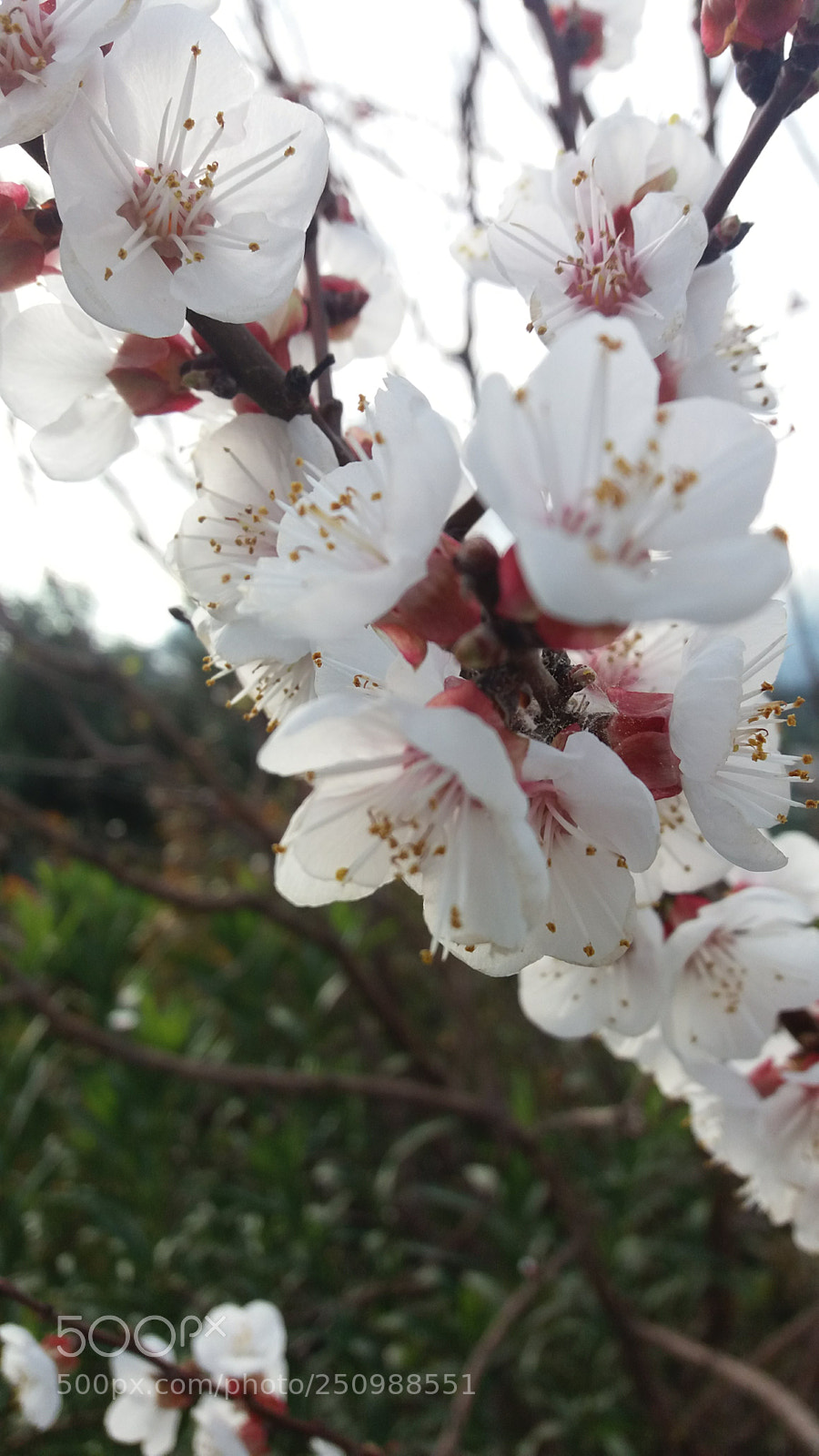 Samsung Galaxy J5 sample photo. Untitled photography