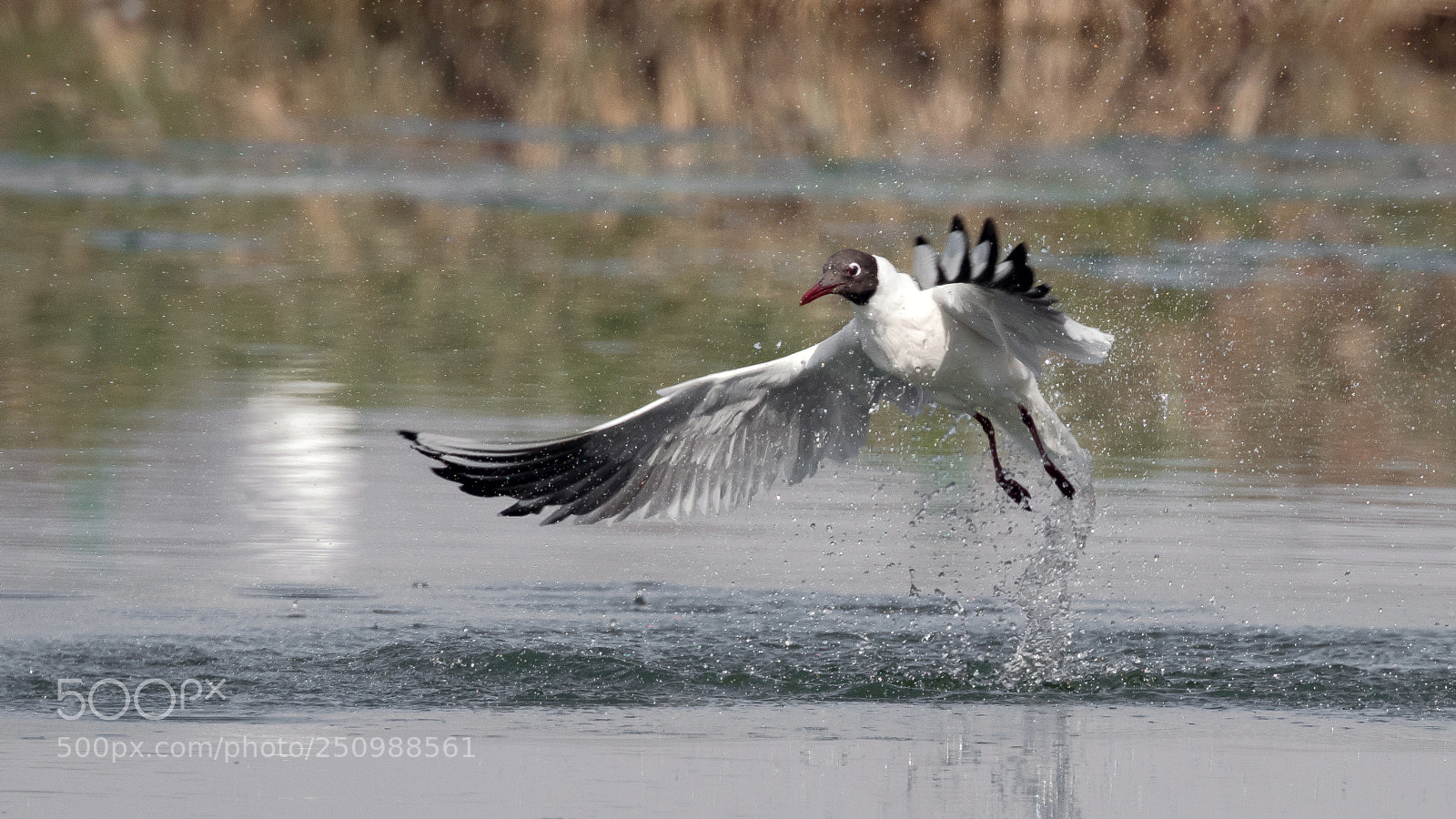 Nikon D850 sample photo. Take-off photography