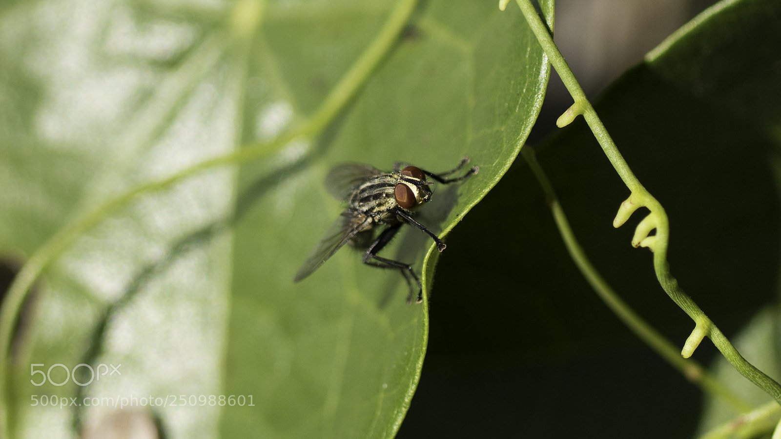 Sony a6500 sample photo. The fly photography