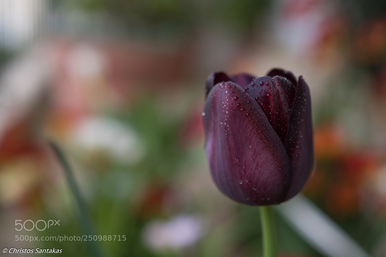 Nikon D500 sample photo. Alone photography