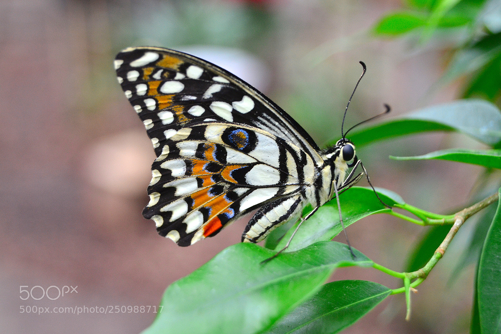Nikon D3100 sample photo. Papilio demoleus photography