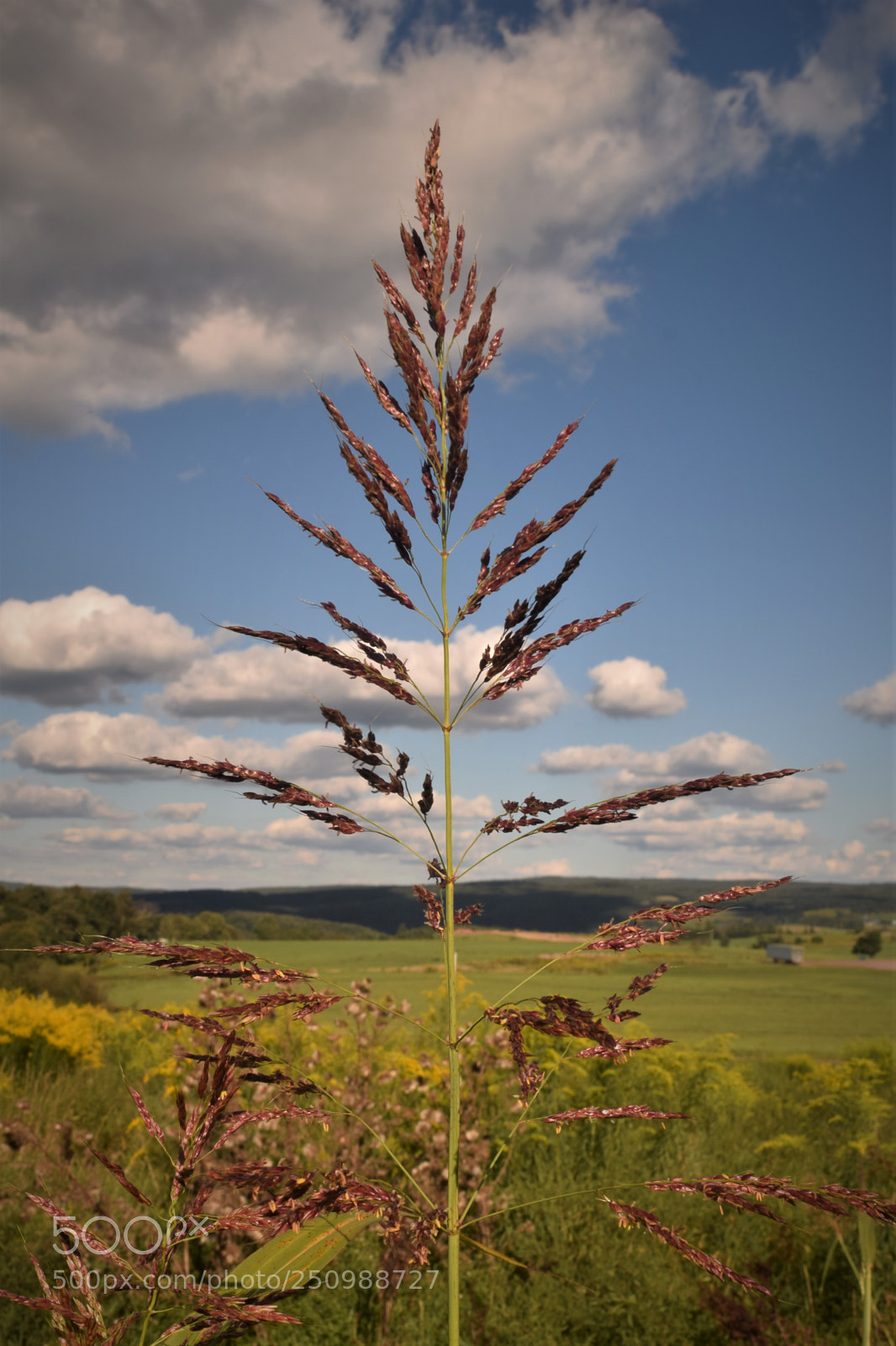 Nikon D3300 sample photo. Stand tall photography