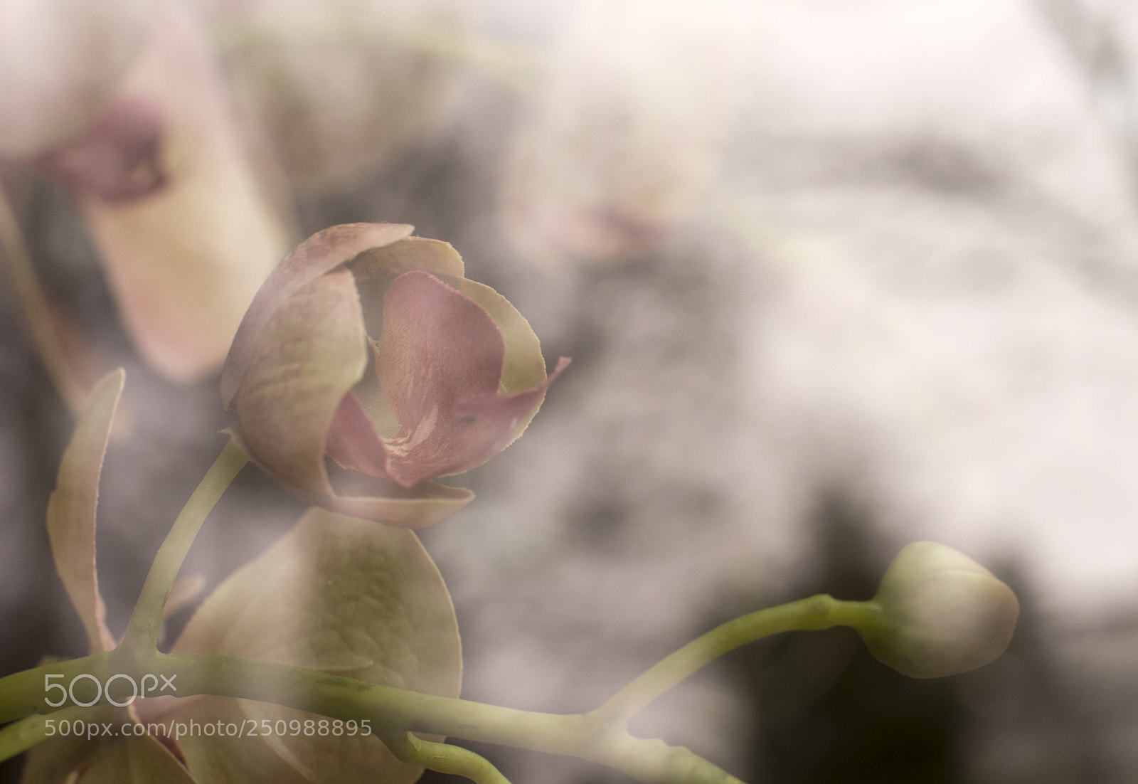 Nikon D7100 sample photo. Flower in the window photography