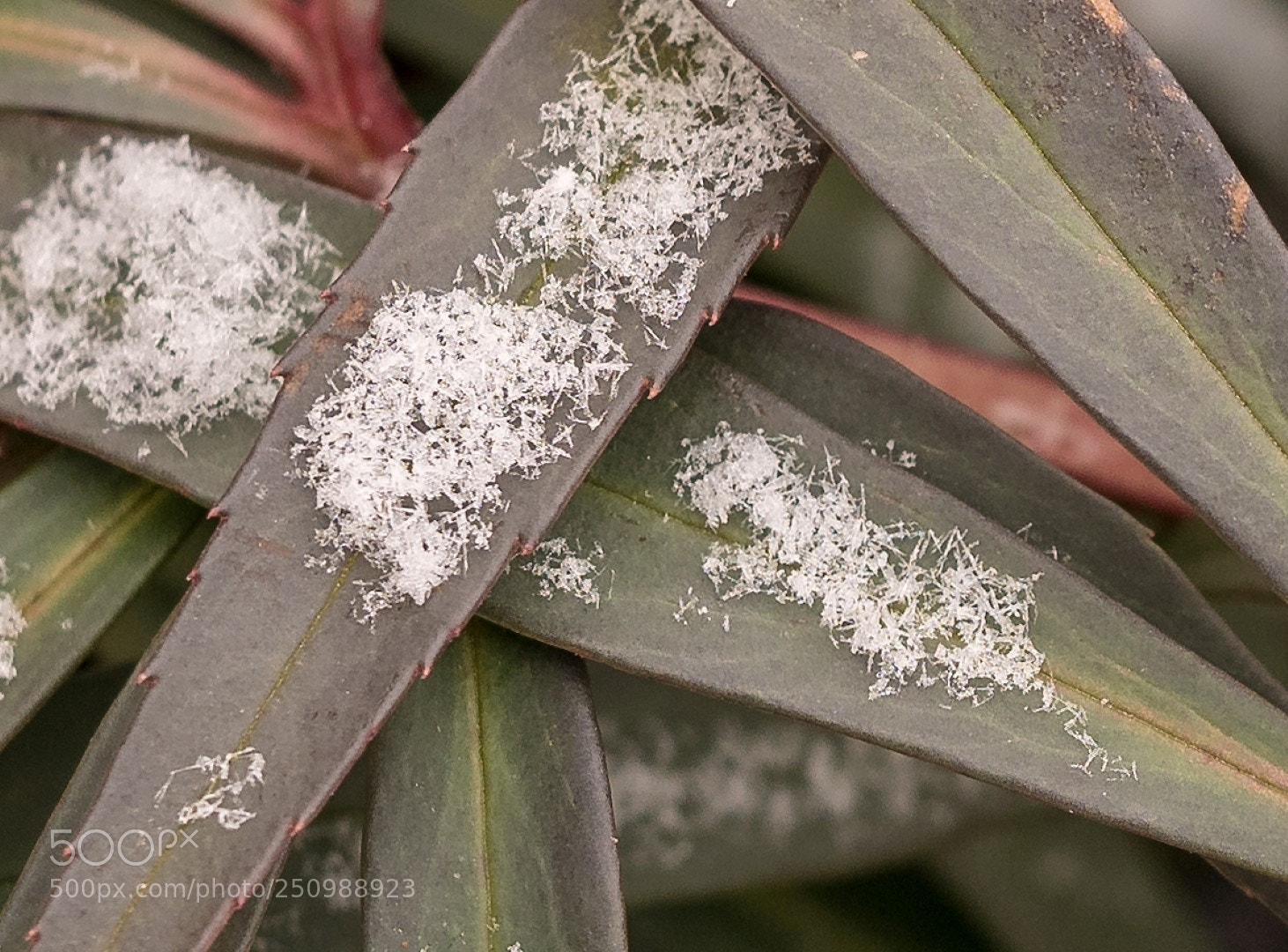 Panasonic Lumix DMC-GX85 (Lumix DMC-GX80 / Lumix DMC-GX7 Mark II) sample photo. Light spring snow photography