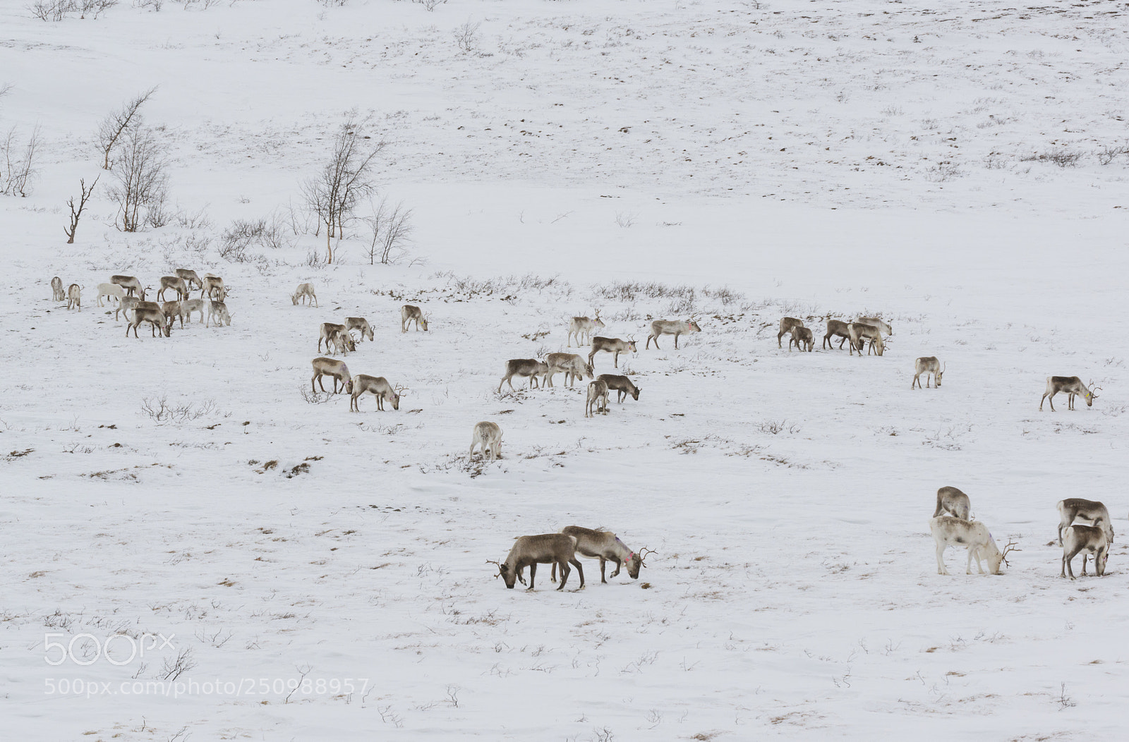 Nikon D800 sample photo. Reindeer on the saltfjellet photography