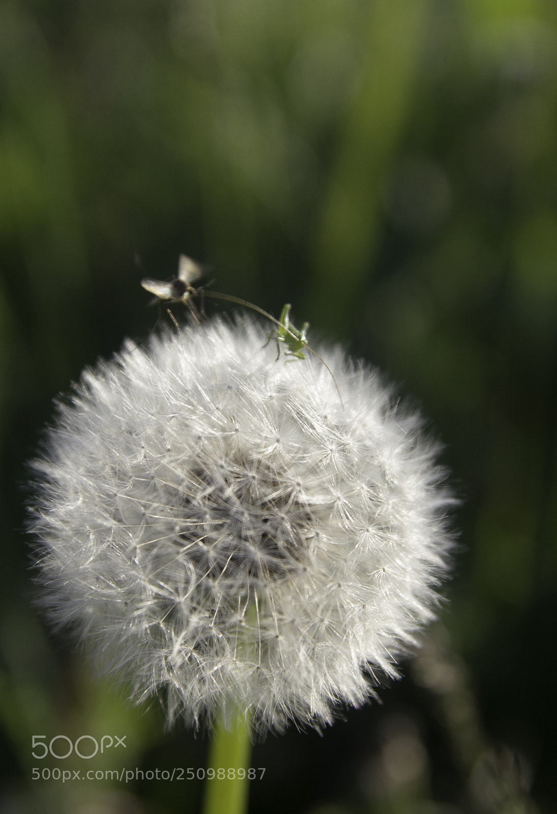 Canon EOS 550D (EOS Rebel T2i / EOS Kiss X4) sample photo. Small insects and dandelion photography