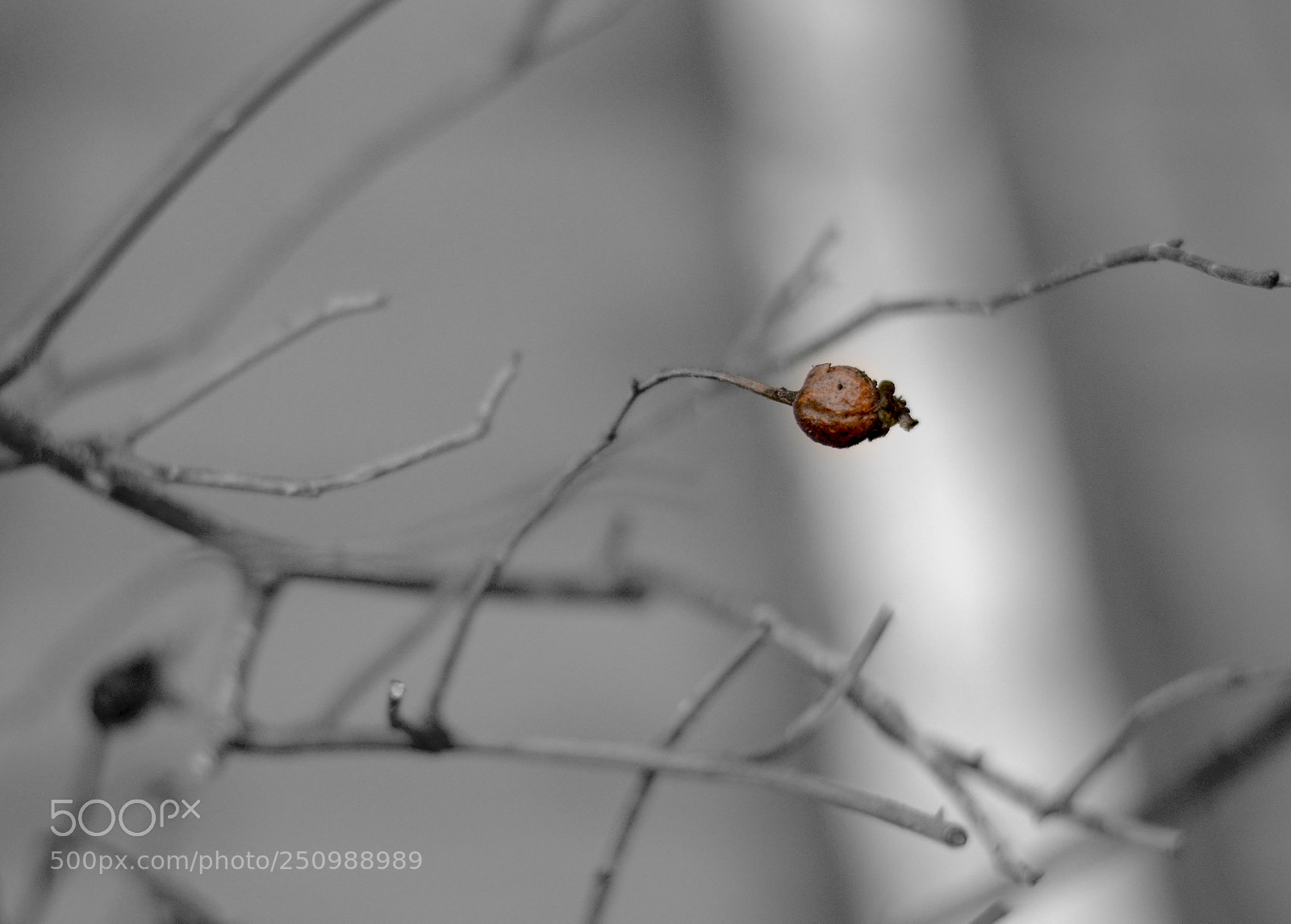 Nikon D7100 sample photo. Bud photography