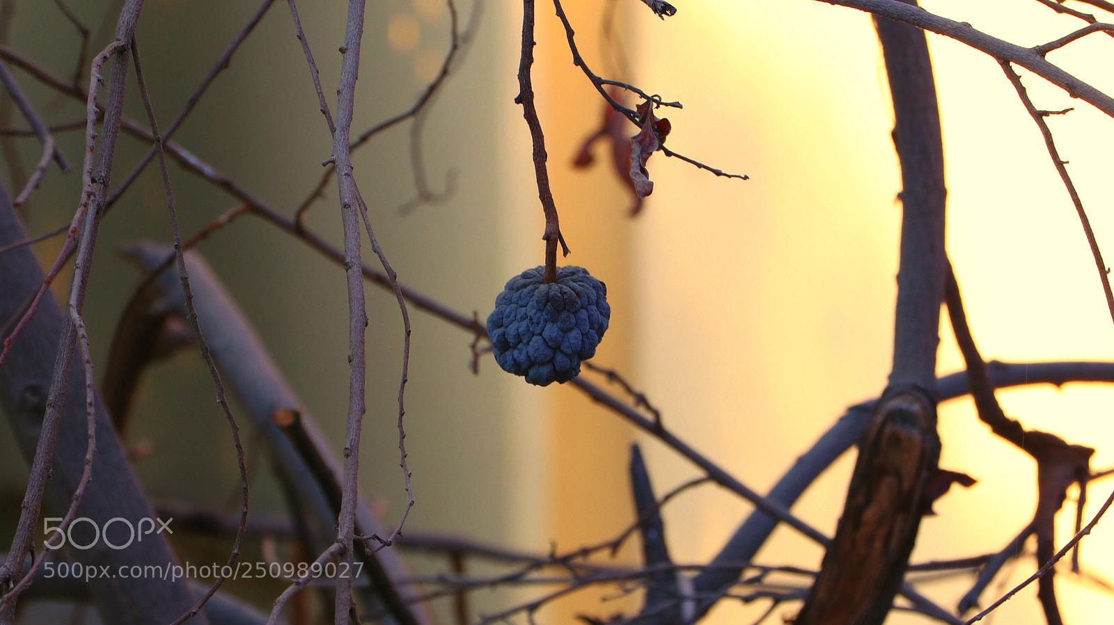 Canon EOS 80D sample photo. Uplight_food photography
