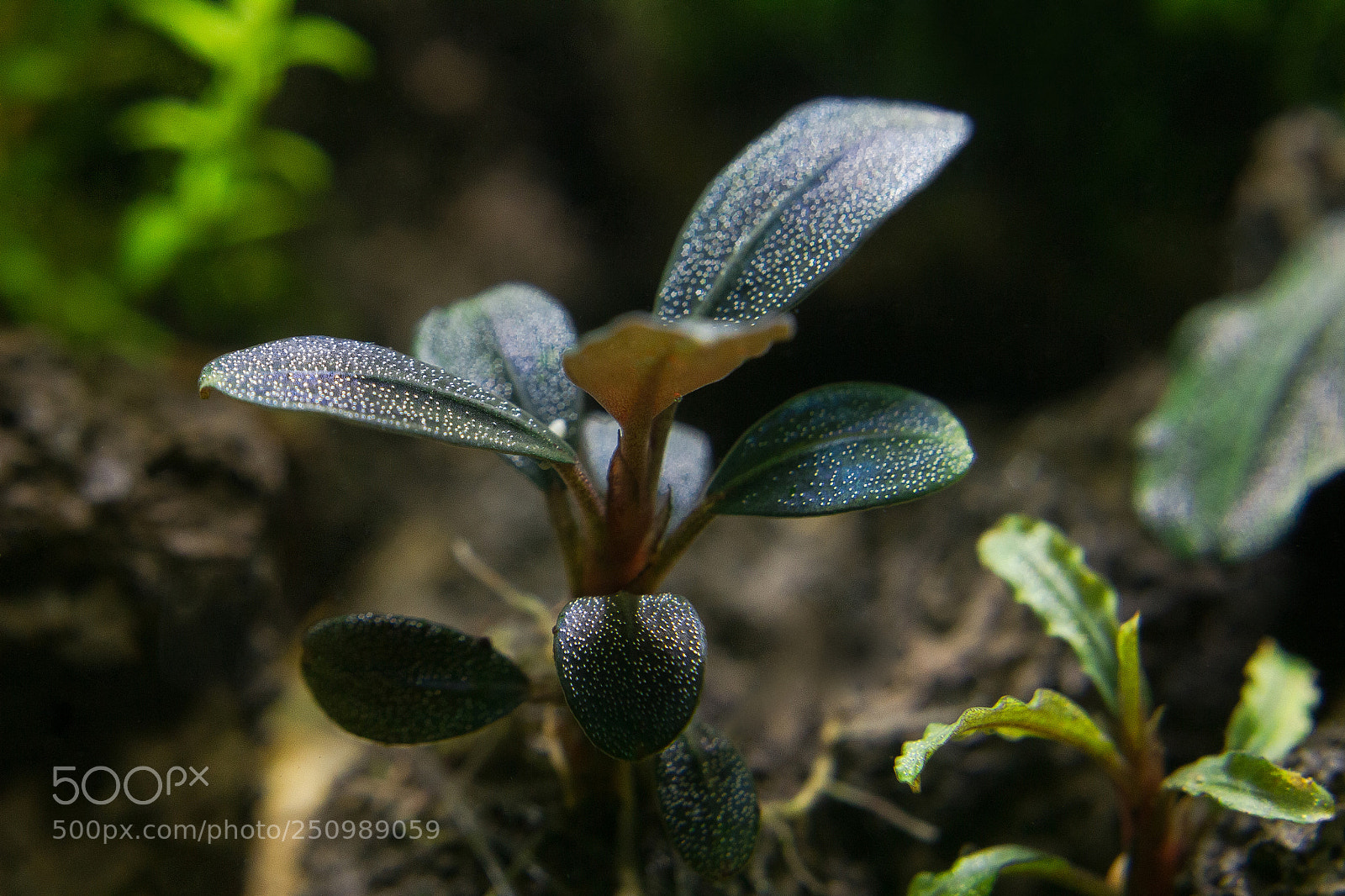 Canon EOS 550D (EOS Rebel T2i / EOS Kiss X4) sample photo. Bucephalandra sp.brownie phantom photography