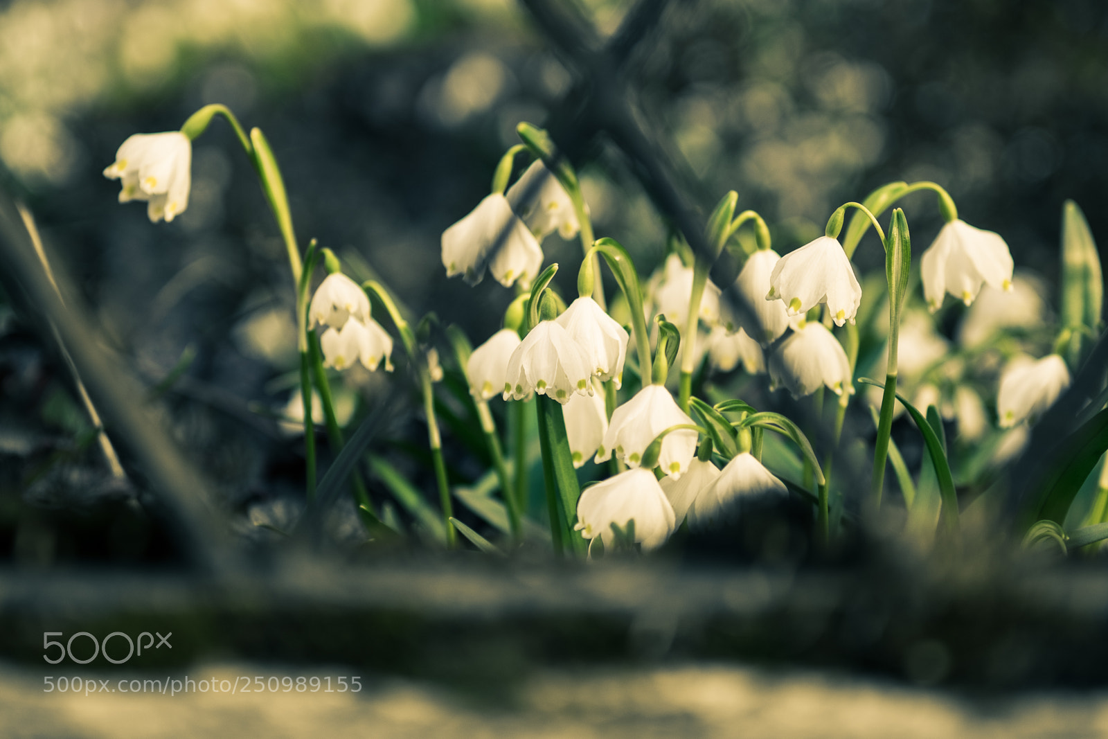 Fujifilm X-T1 sample photo. Snowflake photography