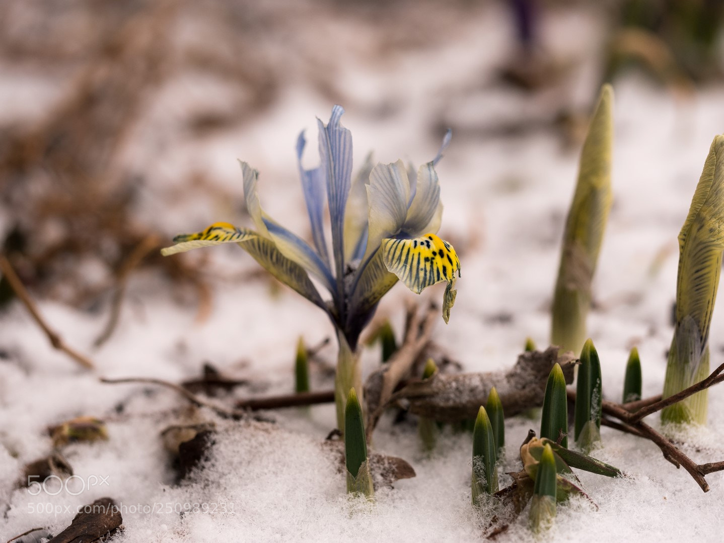 Panasonic Lumix DMC-GX85 (Lumix DMC-GX80 / Lumix DMC-GX7 Mark II) sample photo. Iris reticulata photography