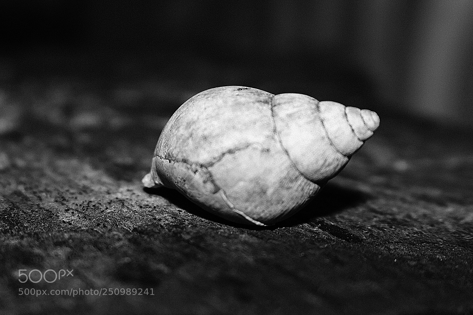 Canon EOS 700D (EOS Rebel T5i / EOS Kiss X7i) sample photo. Shell photography