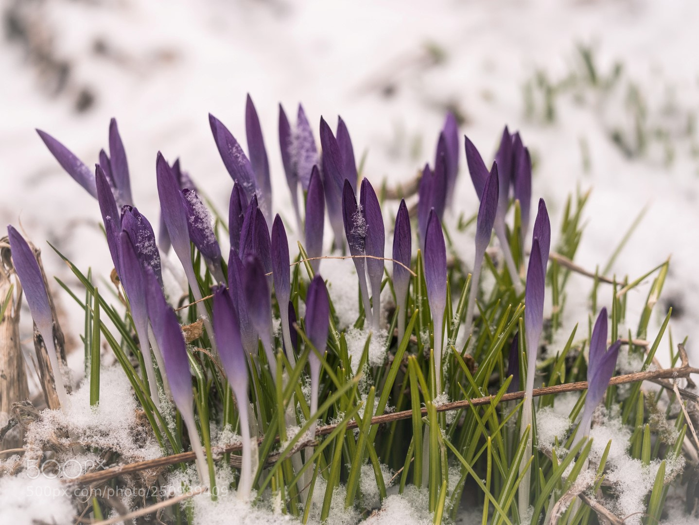 Panasonic Lumix DMC-GX85 (Lumix DMC-GX80 / Lumix DMC-GX7 Mark II) sample photo. Crocus photography