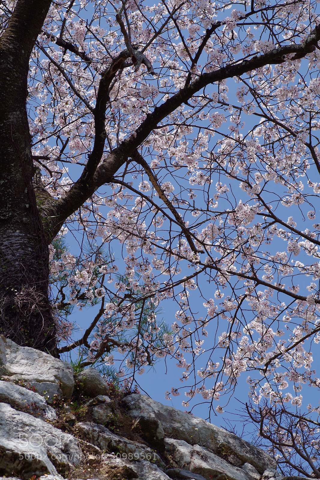 Pentax K-30 sample photo. Blooming on the castle photography