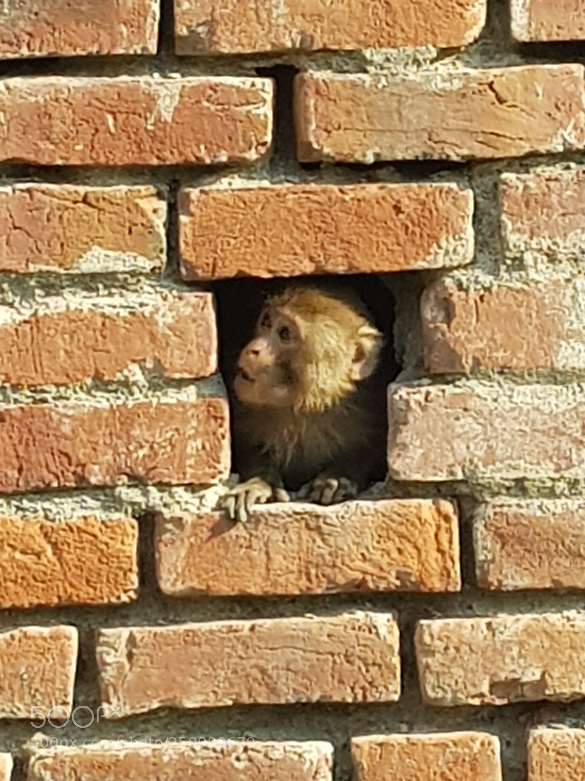 Samsung Galaxy S8 sample photo. Naughty monkey photography