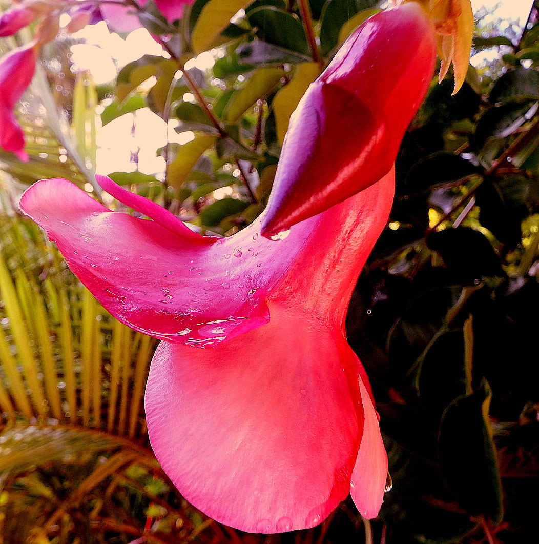 Fujifilm FinePix SL1000 sample photo. Alamanda wine .... photography
