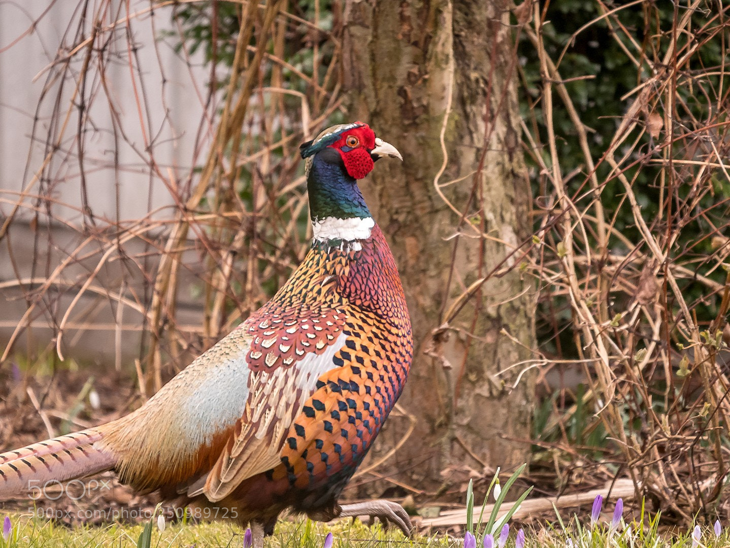 Panasonic Lumix DMC-GX85 (Lumix DMC-GX80 / Lumix DMC-GX7 Mark II) sample photo. My garden poultry photography