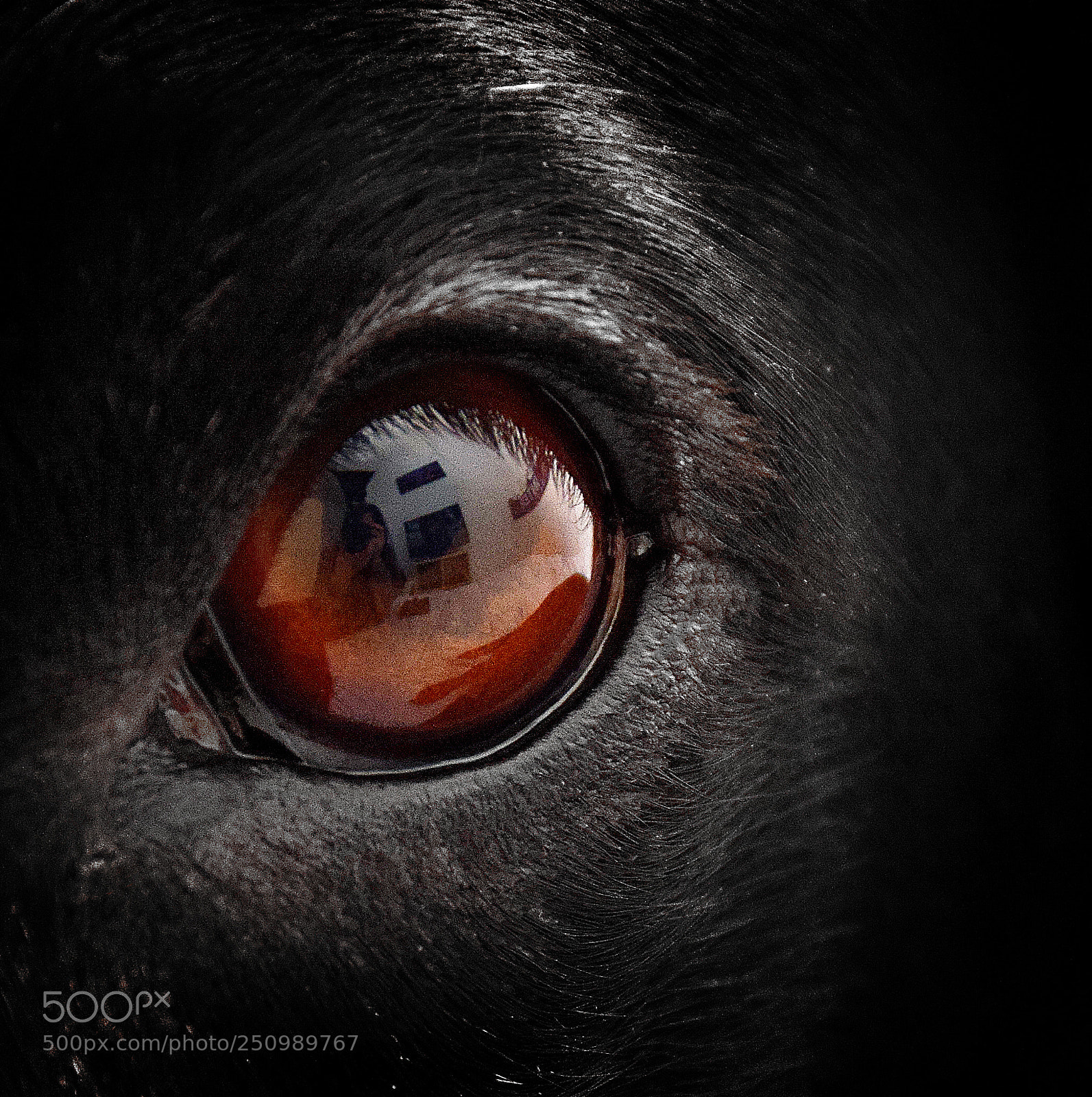 Nikon D5300 sample photo. The eye photography