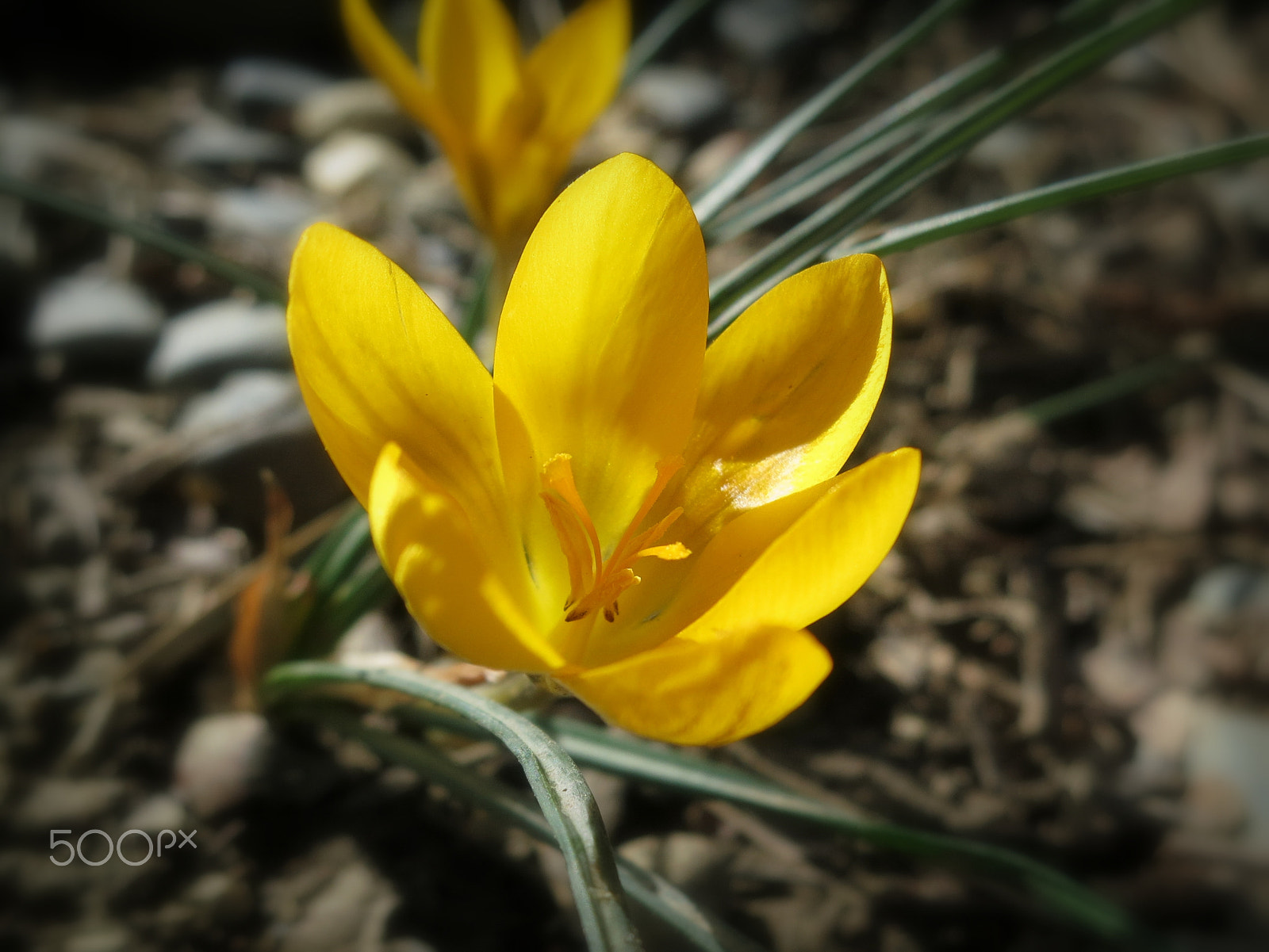 Canon PowerShot S100 sample photo. Gold of spring photography