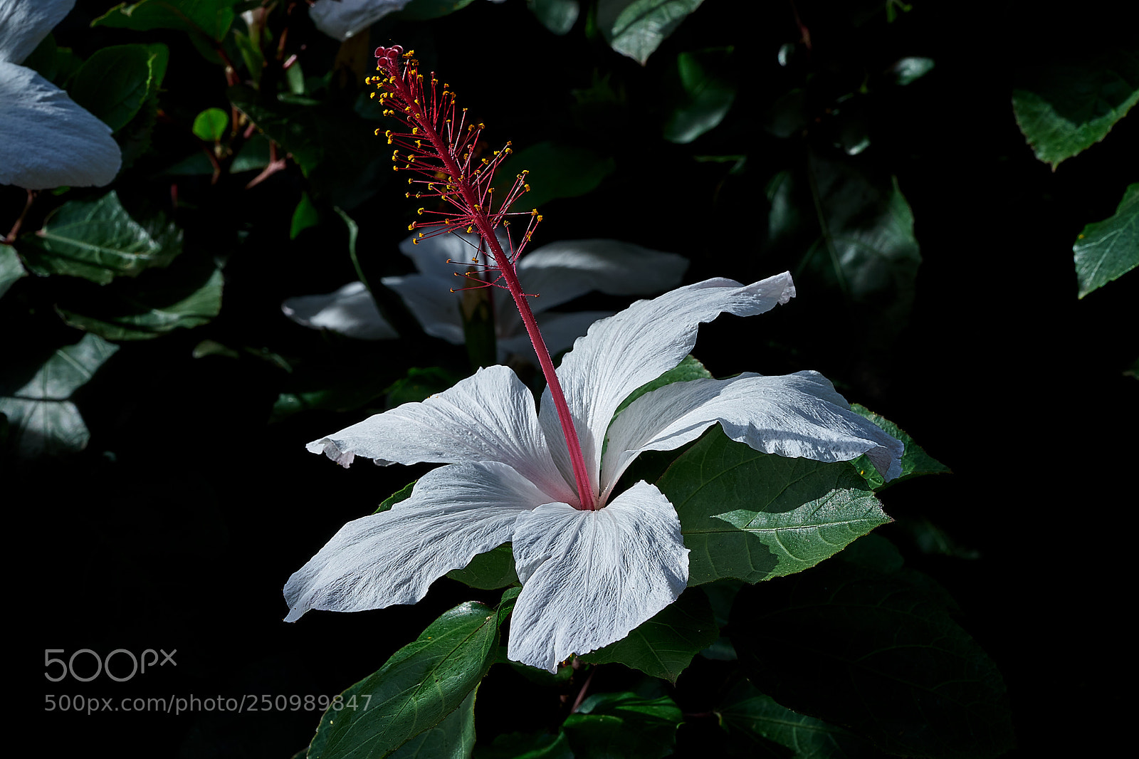 Sony a7 sample photo. Abg_180324_6 photography
