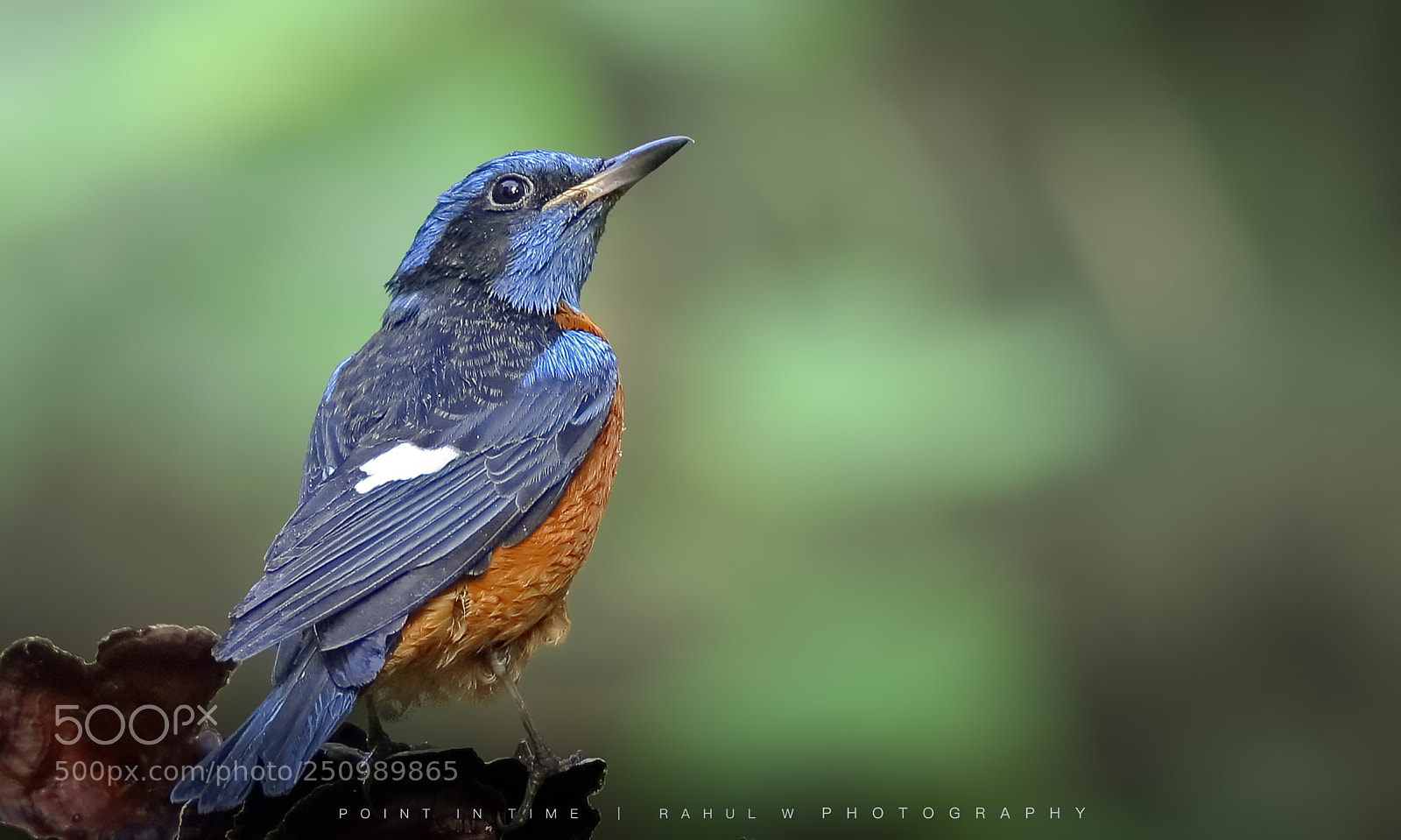Canon EOS 5DS R sample photo. Blue caped rock thrush photography