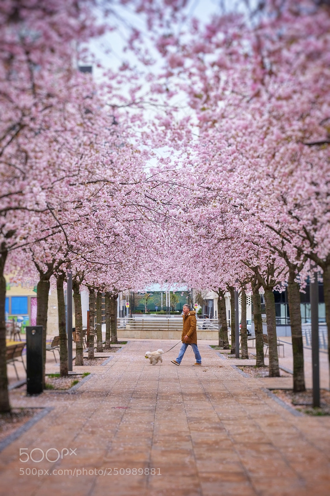 Fujifilm X-E3 sample photo. Sakura photography