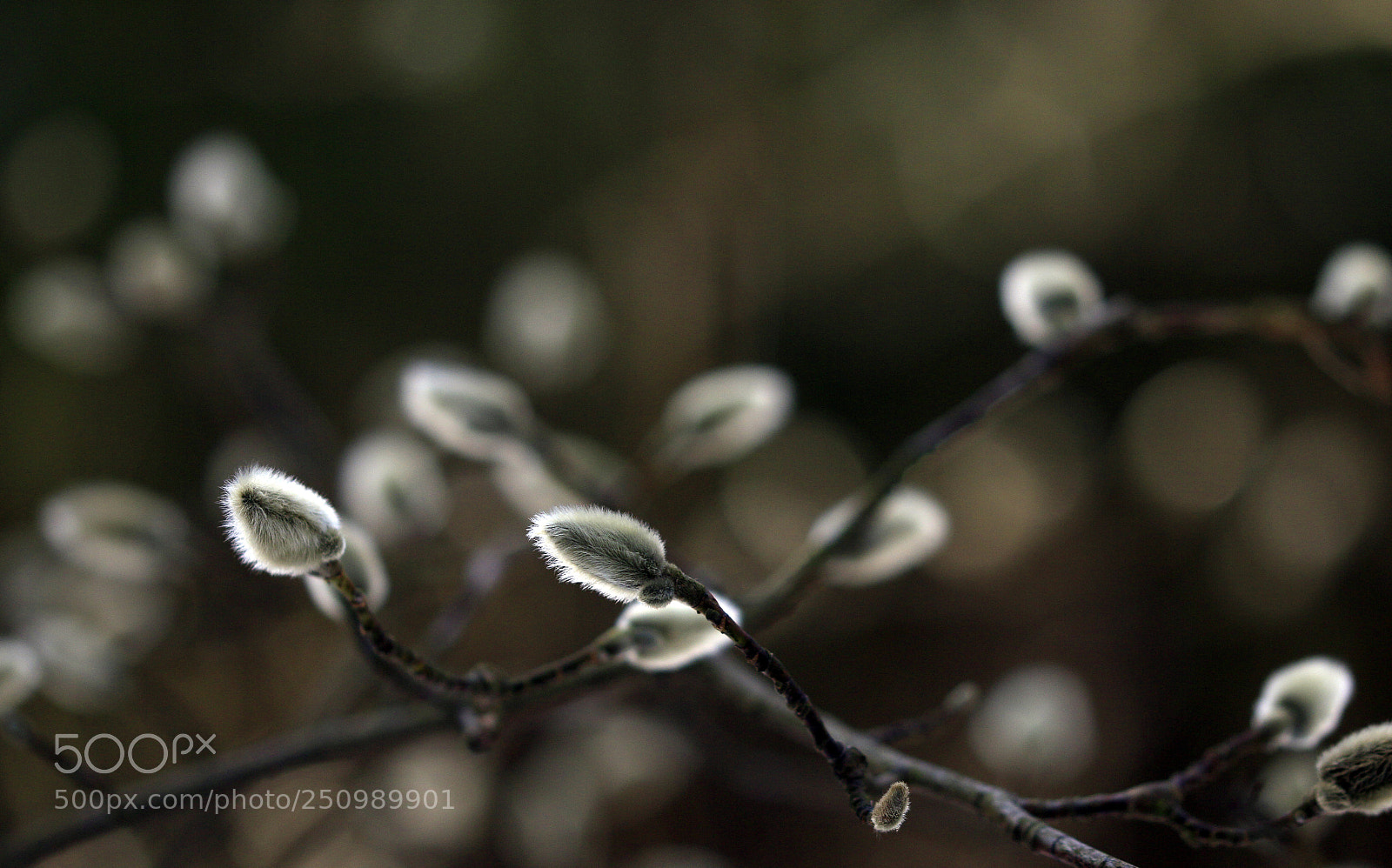 Canon EOS 70D sample photo. Waiting for - magnolia photography