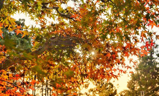 Nikon D610 sample photo. Untitled photography