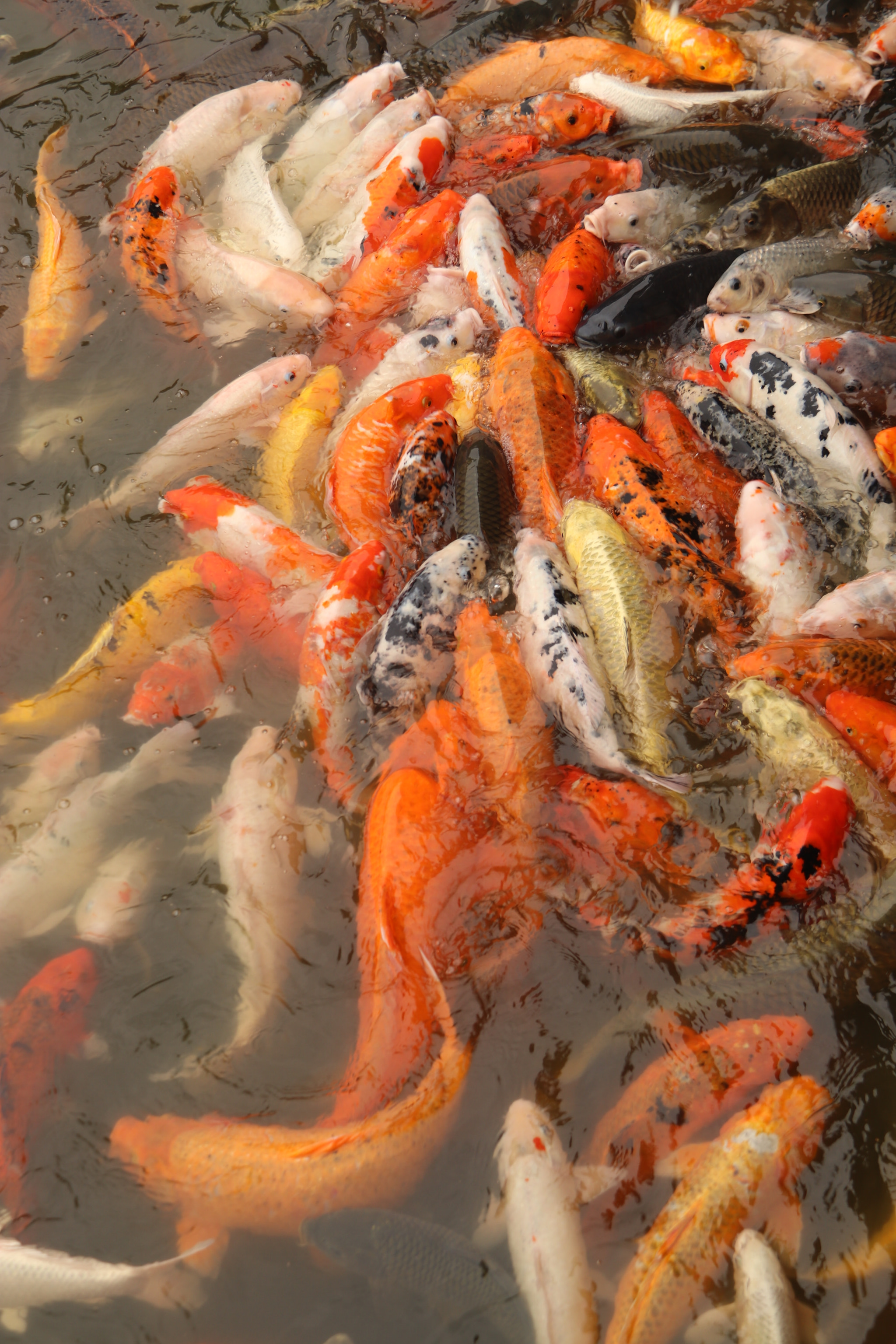 Canon EF-S 18-200mm F3.5-5.6 IS sample photo. Fish in the pool photography
