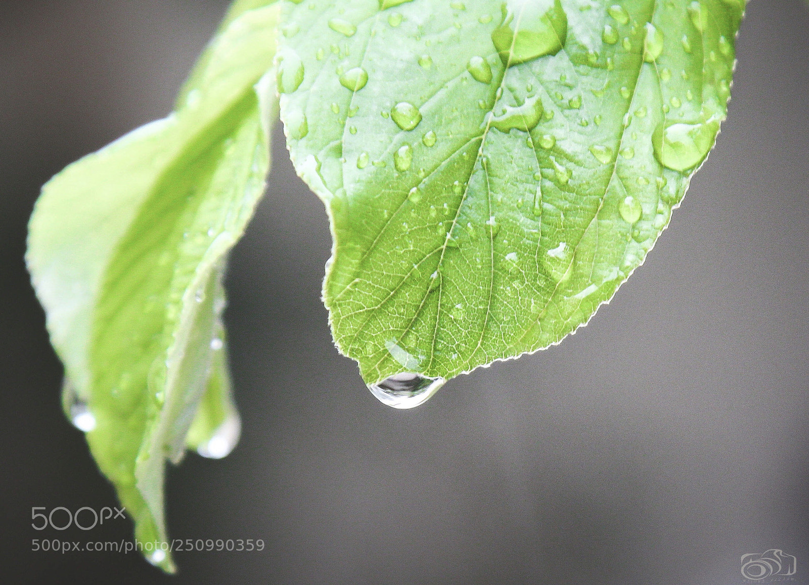 Canon EOS 70D sample photo. Untitled photography