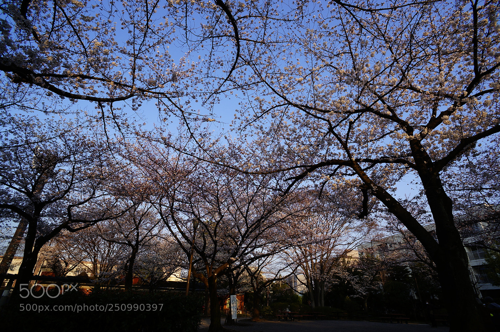 Sony Alpha NEX-5T sample photo. Sakura photography