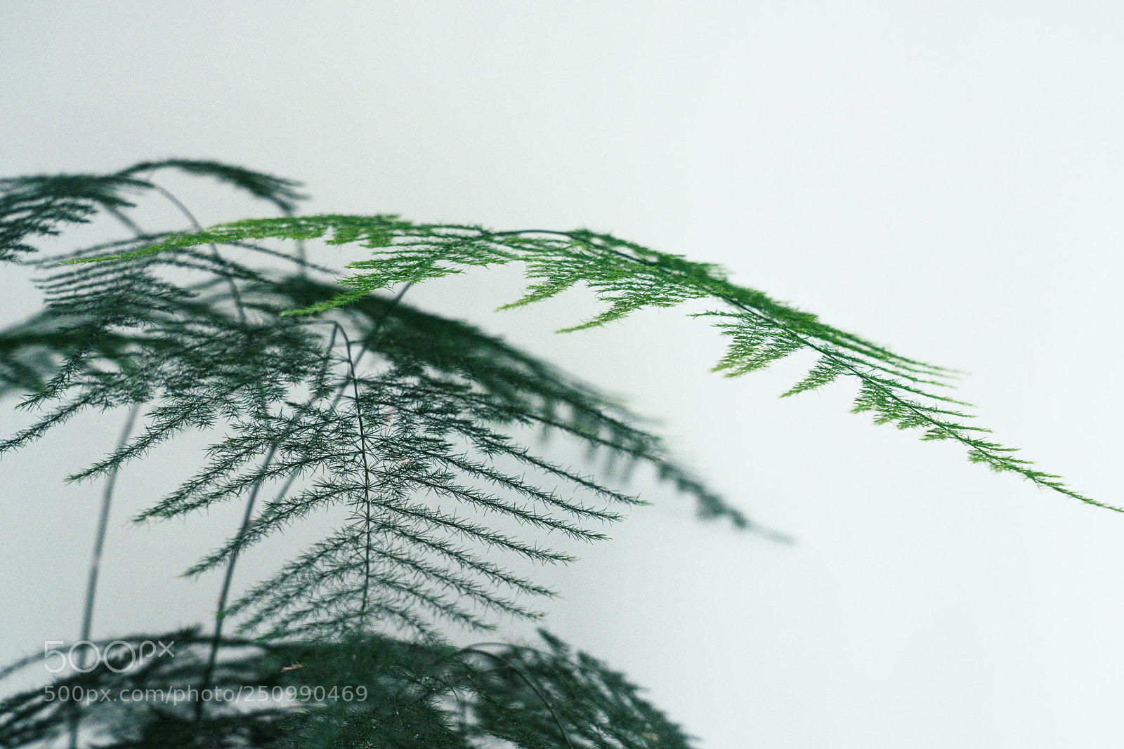 Sony a7R III sample photo. Plant photography