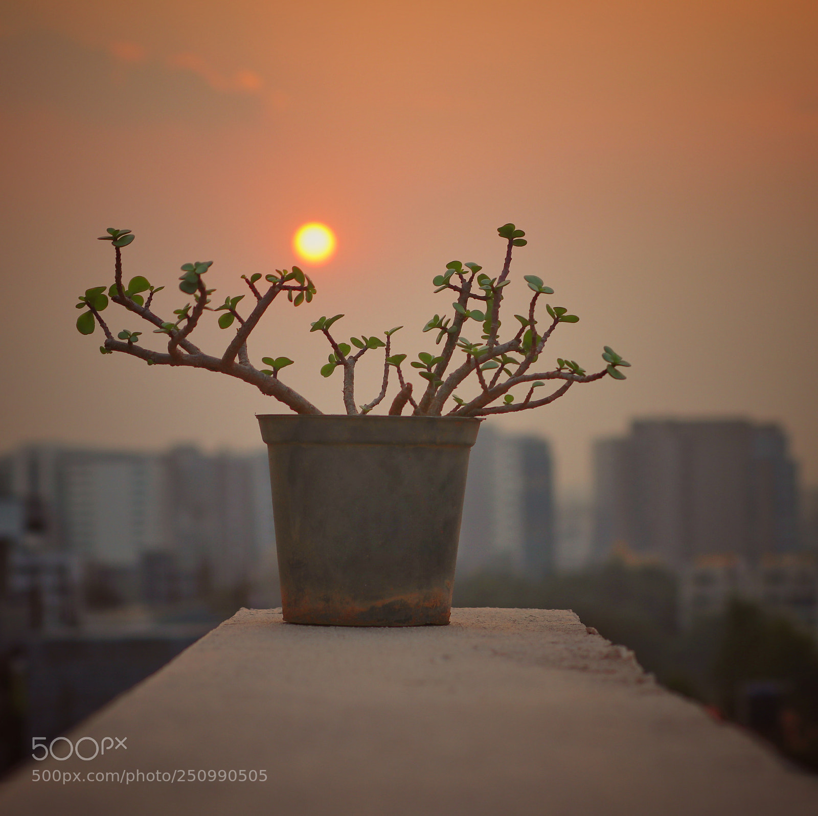 Canon EOS 80D sample photo. Hitting the roof plant photography