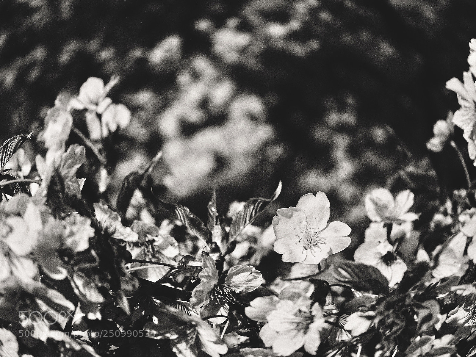 Olympus OM-D E-M5 II sample photo. Swirling spring photography