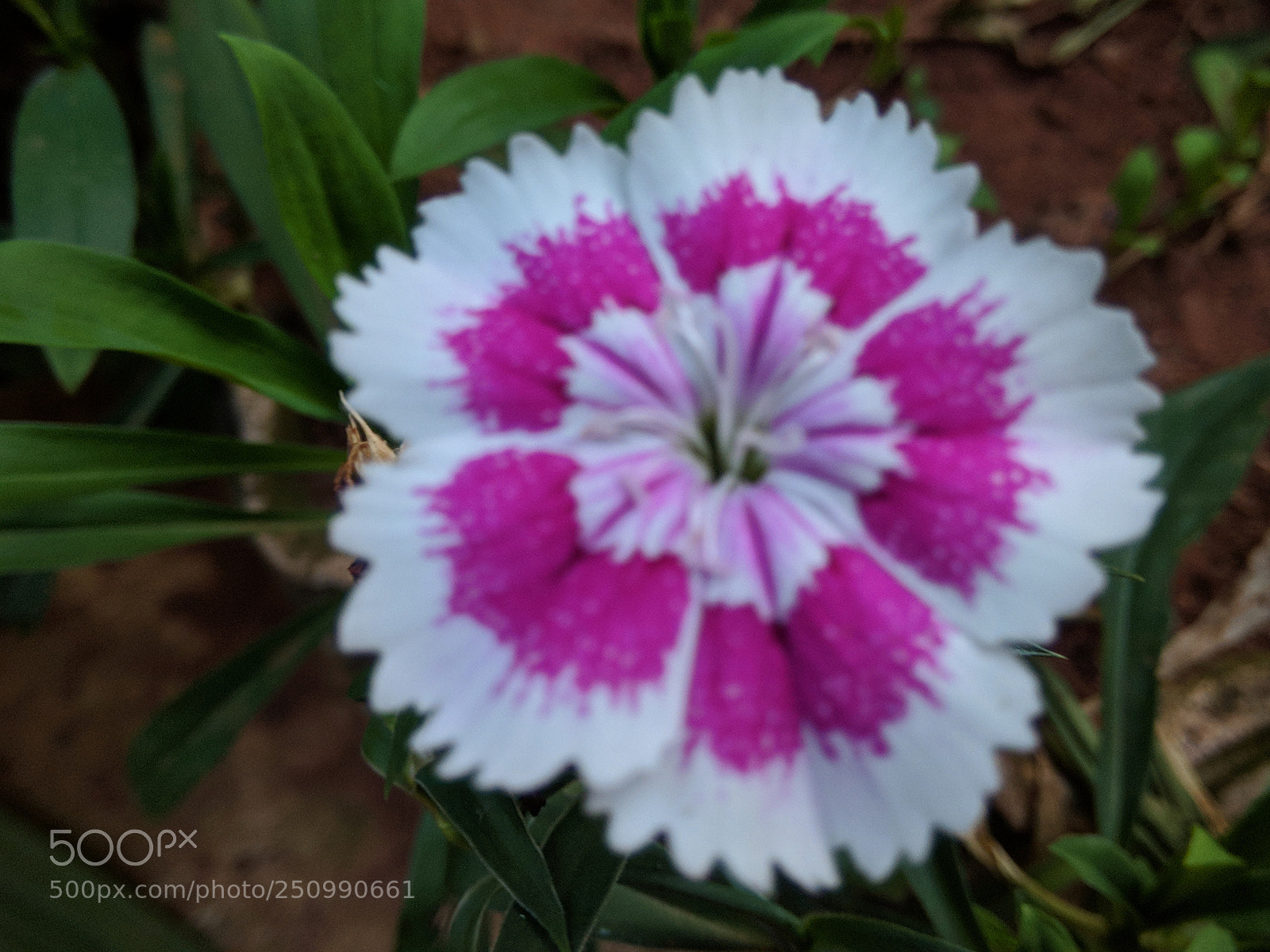 Xiaomi Redmi Note 4 sample photo. Flower photography