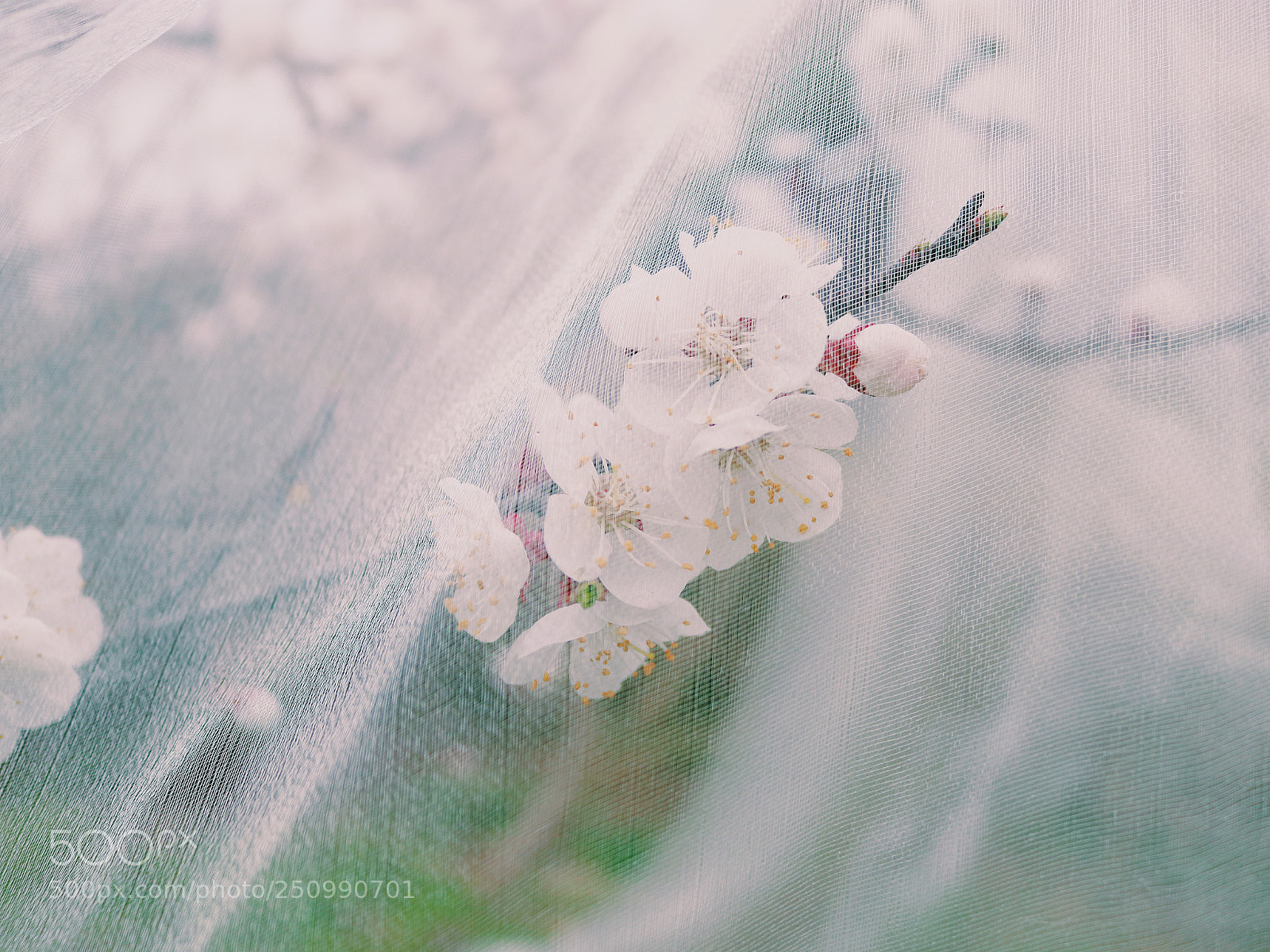Canon EOS 80D sample photo. 春天呀～ photography