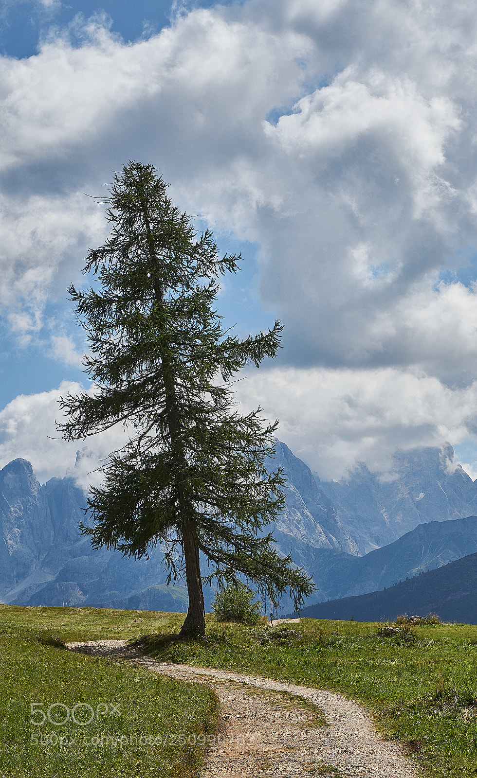 Sony a5100 sample photo. Mountain tree photography