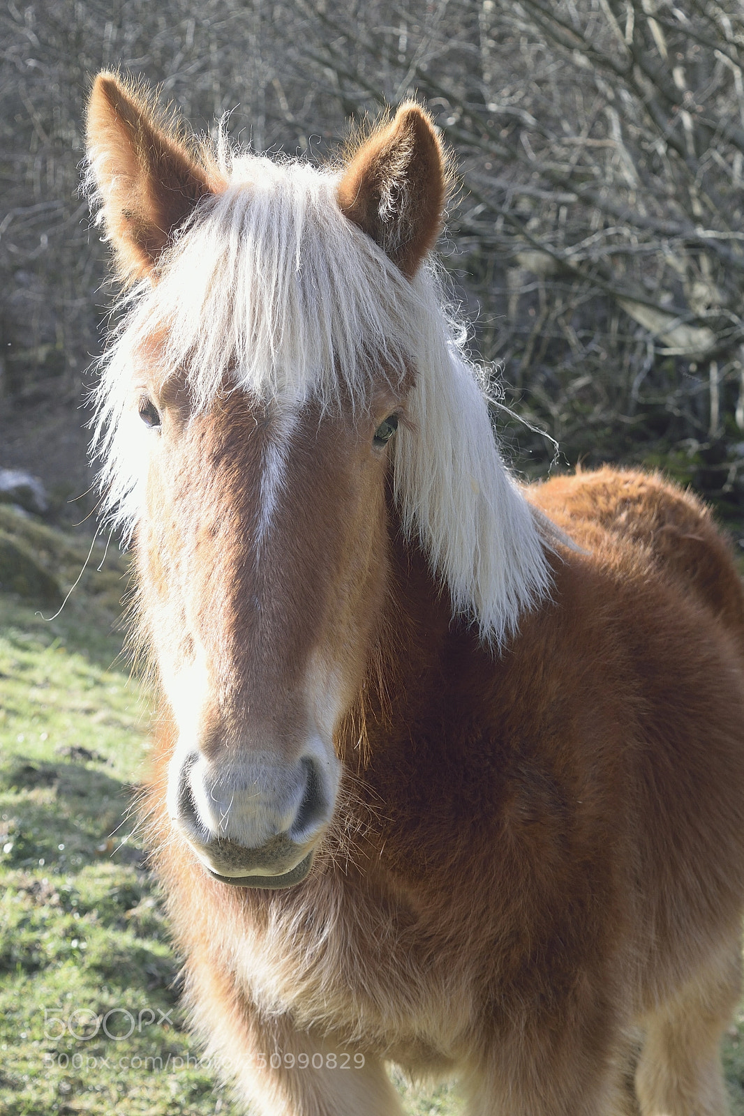 Nikon D5300 sample photo. Caballo cántabro photography