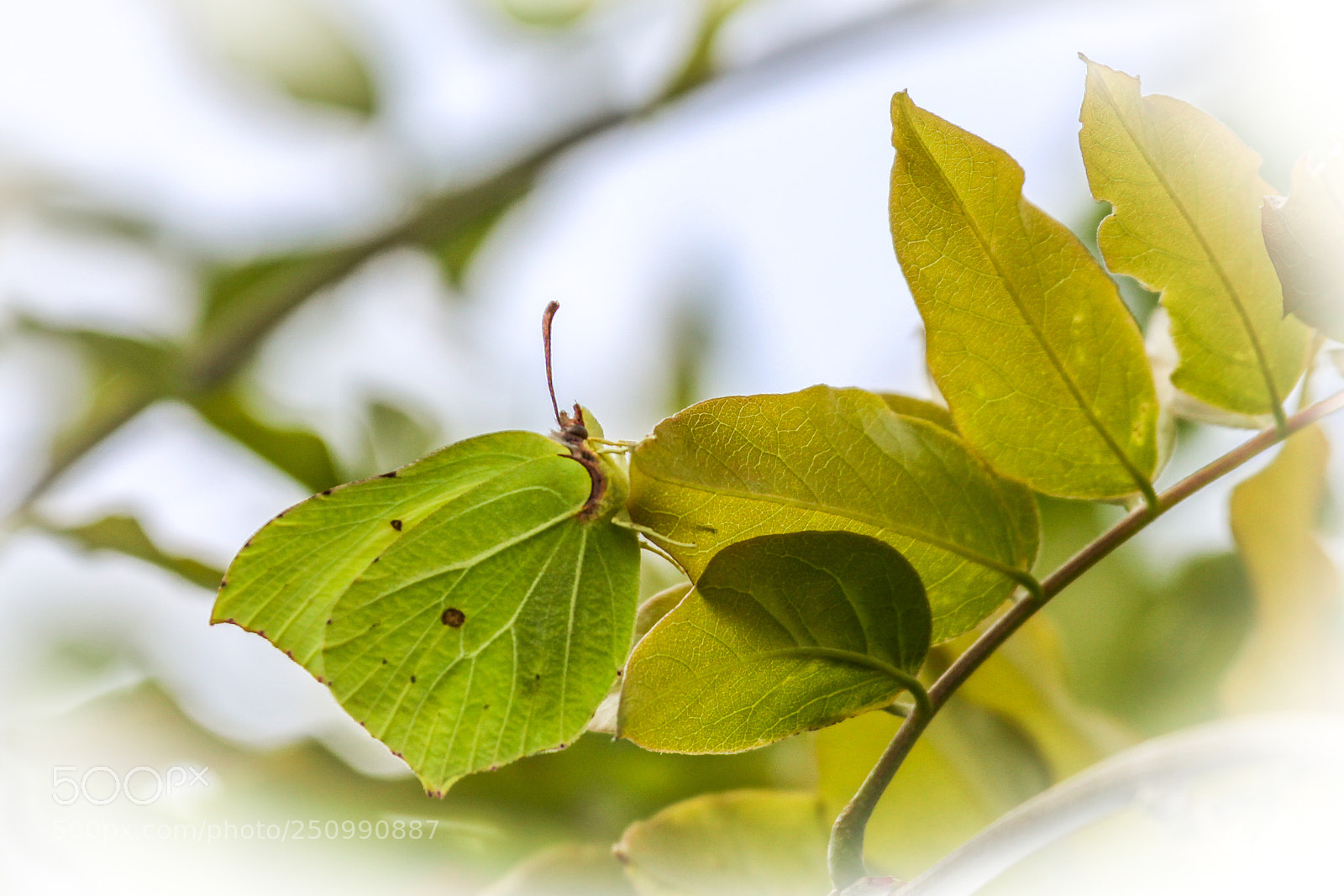 Canon EOS 50D sample photo. Brimstone photography