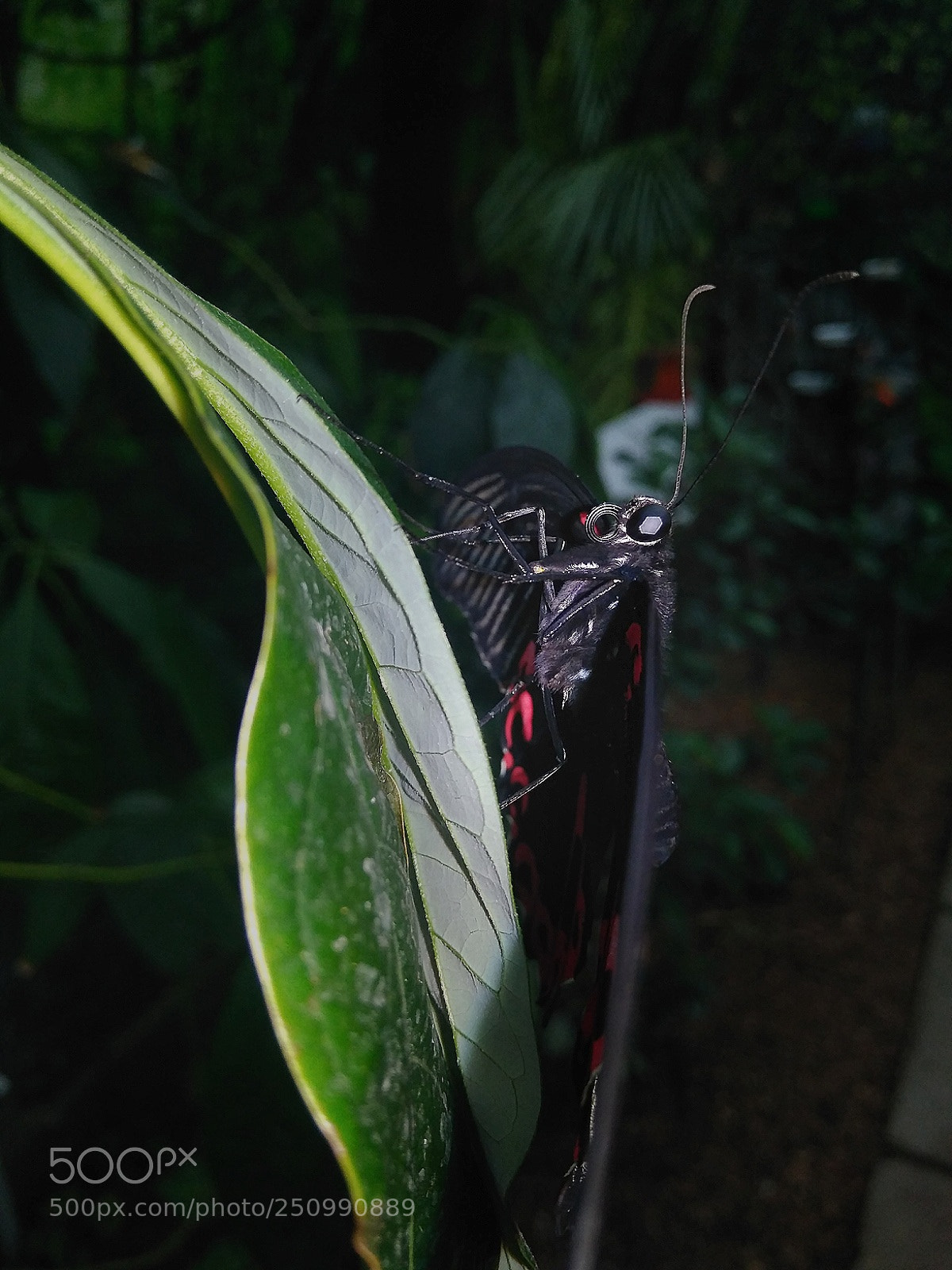 Xiaomi Redmi 4 Pro sample photo. Papilio rumanzovia photography