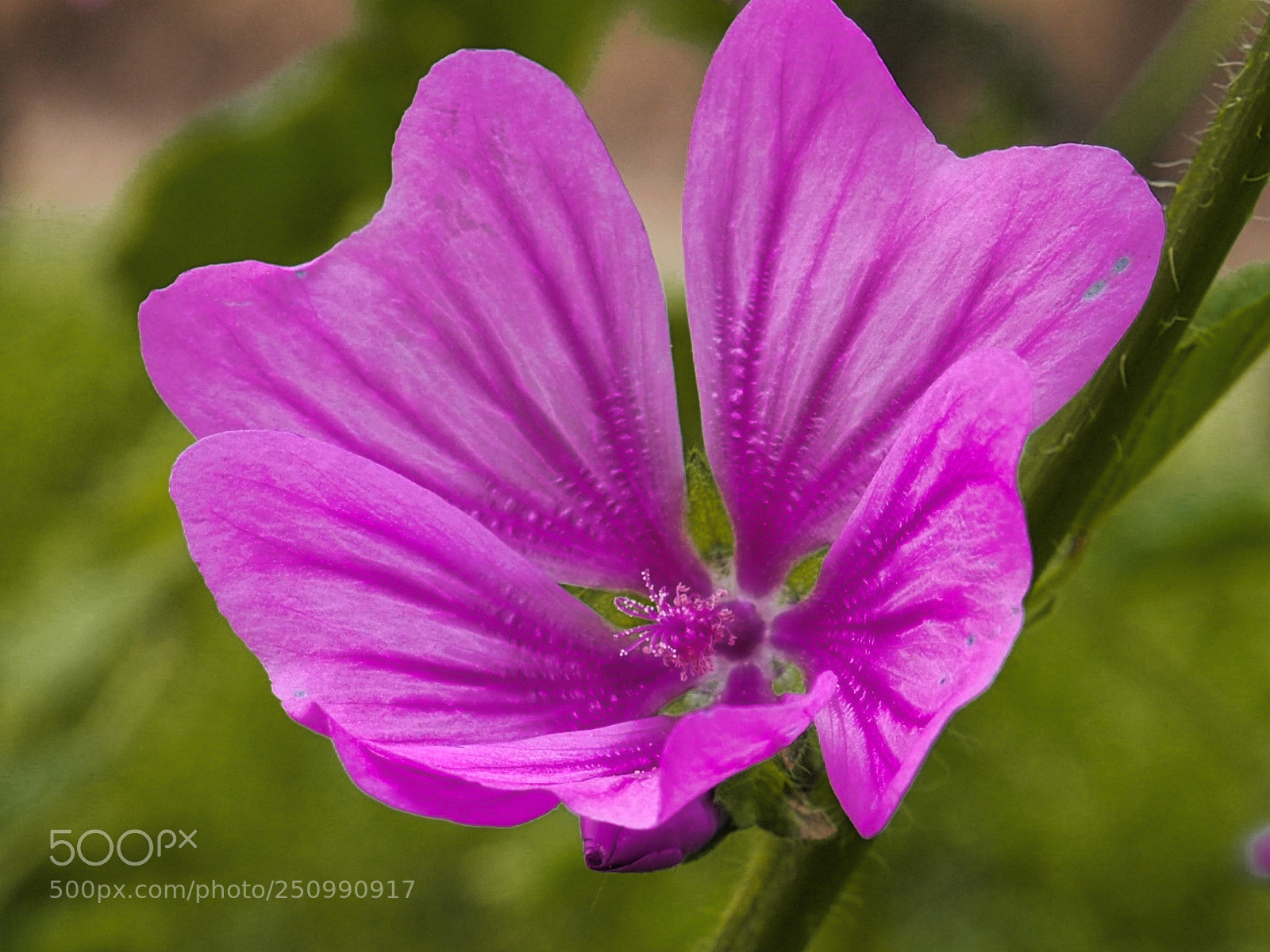 Olympus OM-D E-M10 II sample photo. Wildflower..... photography